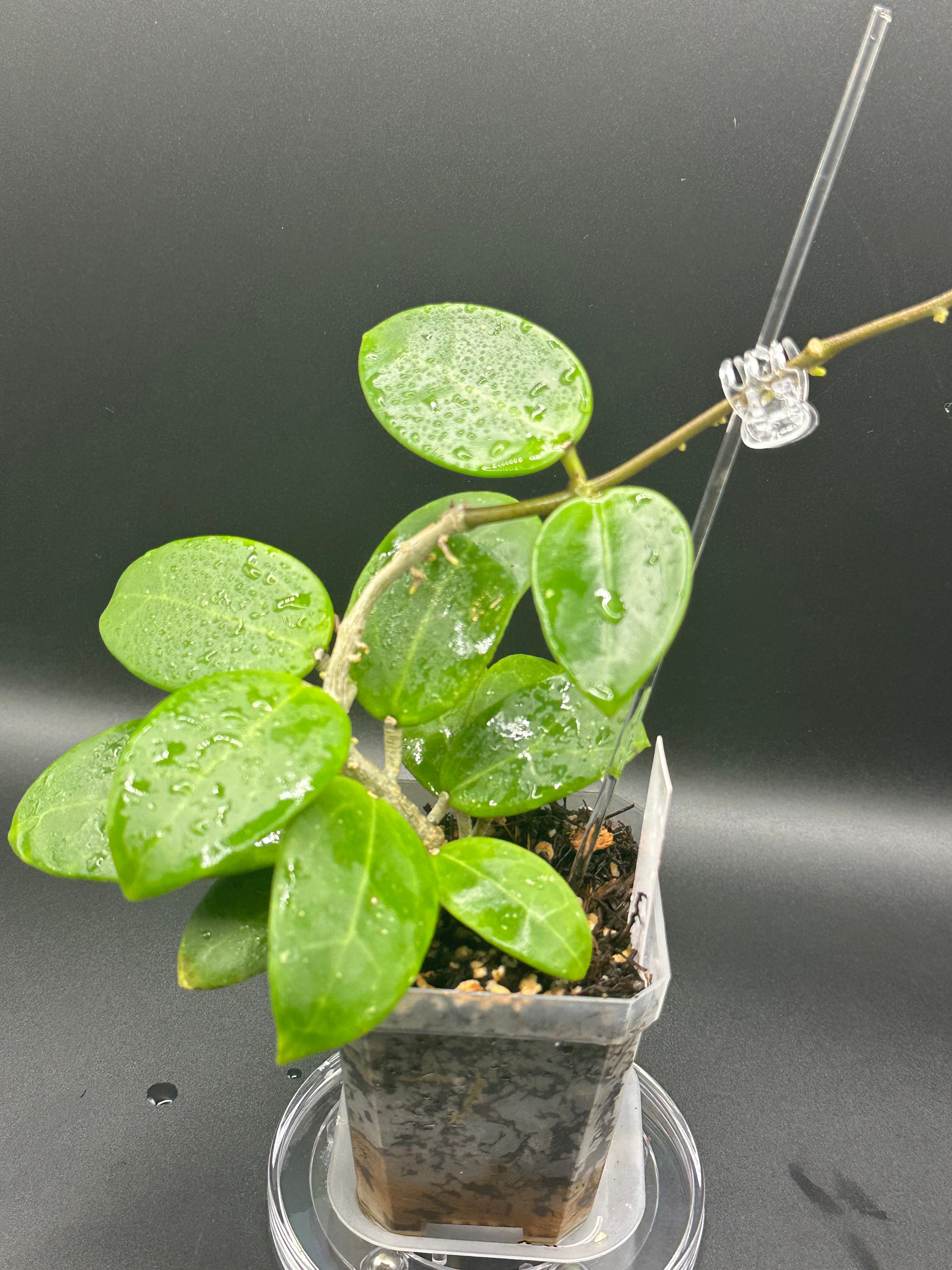 Hoya RHM2523 - 08 (Hoya rigida AH Tuanzy x unk)