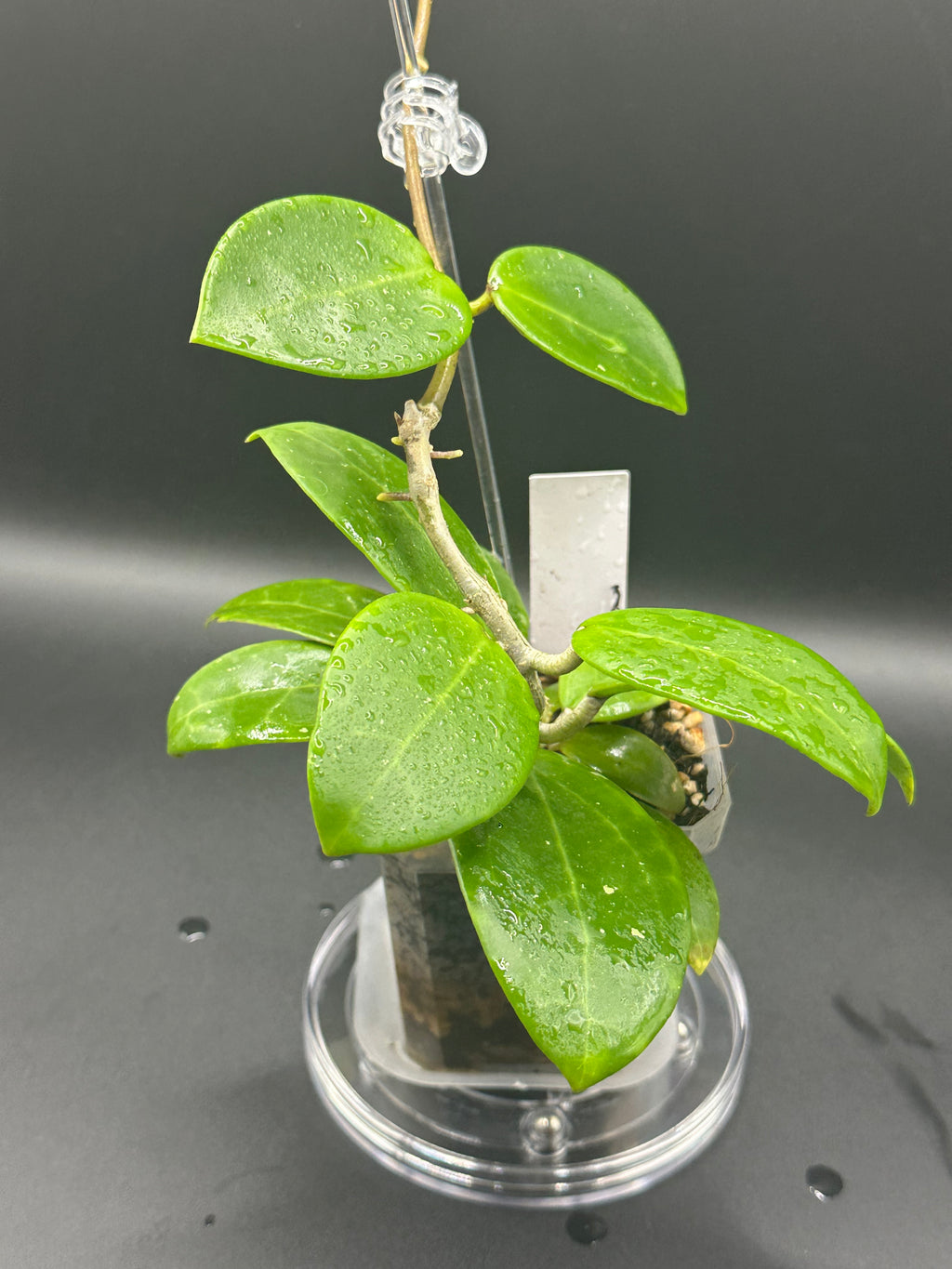 Hoya RHM2523 - 08 (Hoya rigida AH Tuanzy x unk)