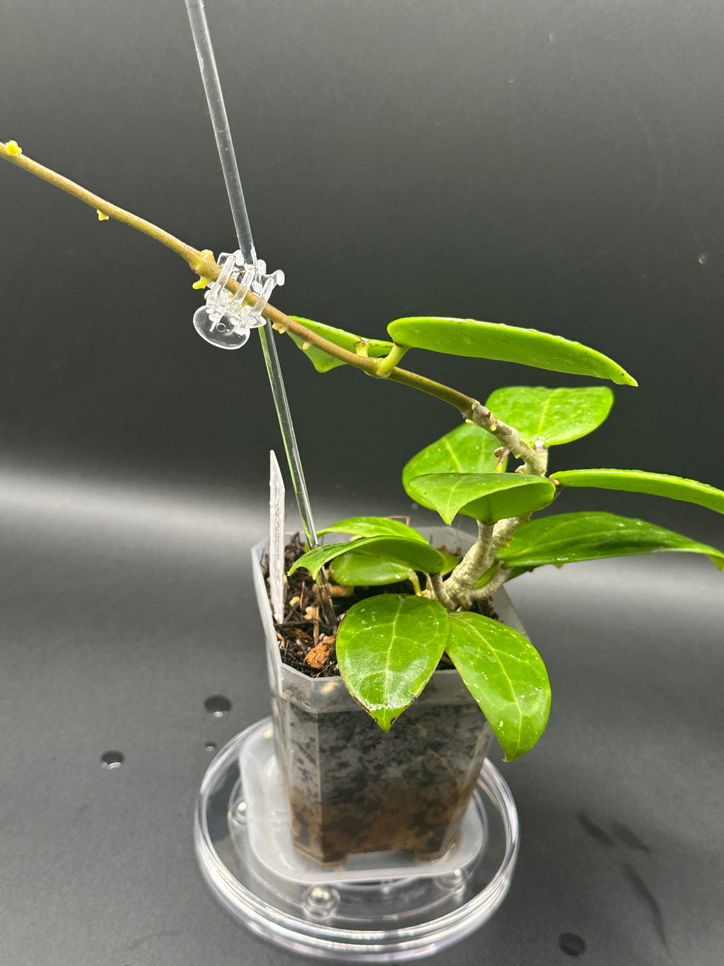 Hoya RHM2523 - 08 (Hoya rigida AH Tuanzy x unk)