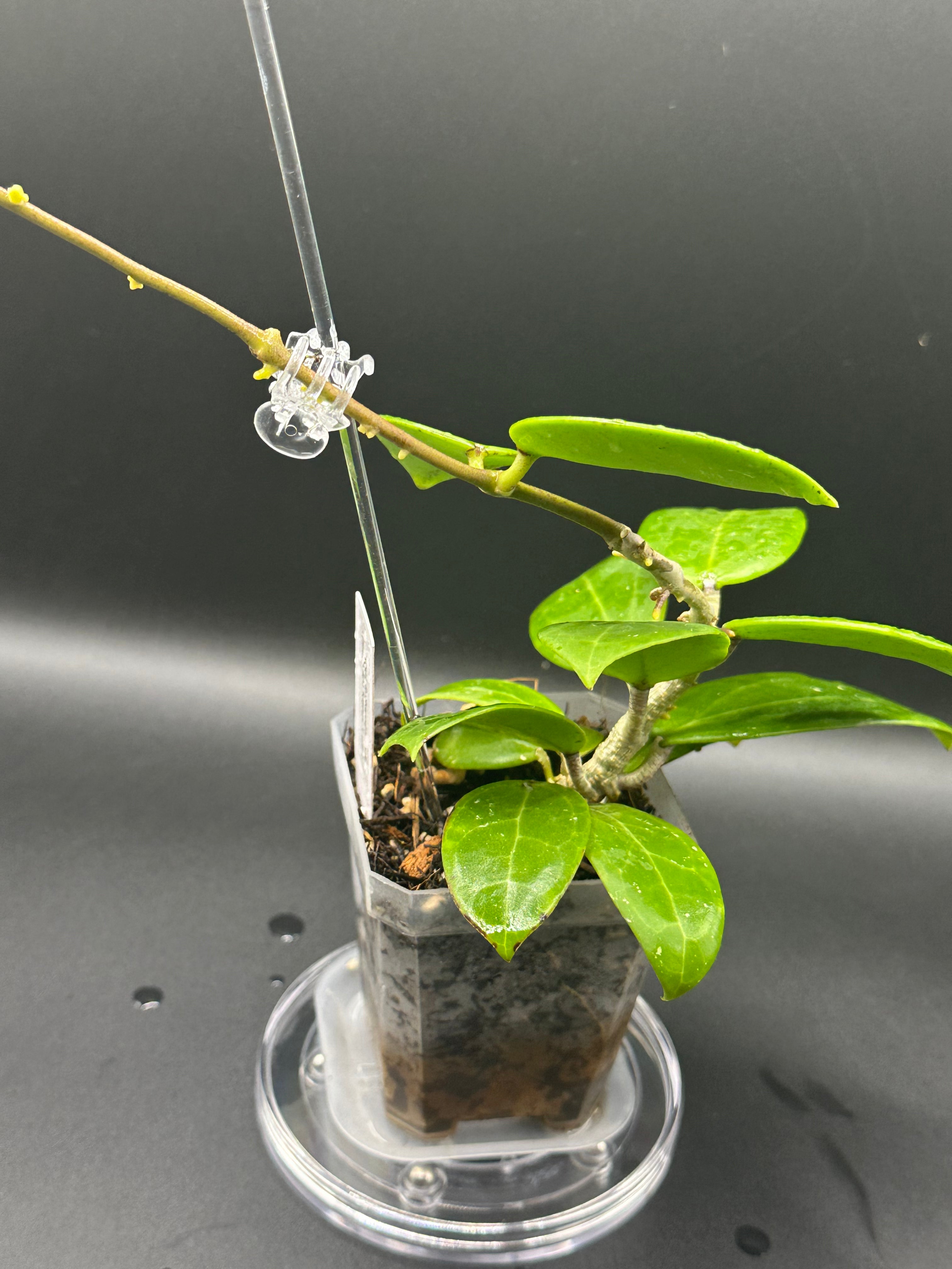 Hoya RHM2523 - 08 (Hoya rigida AH Tuanzy x unk)