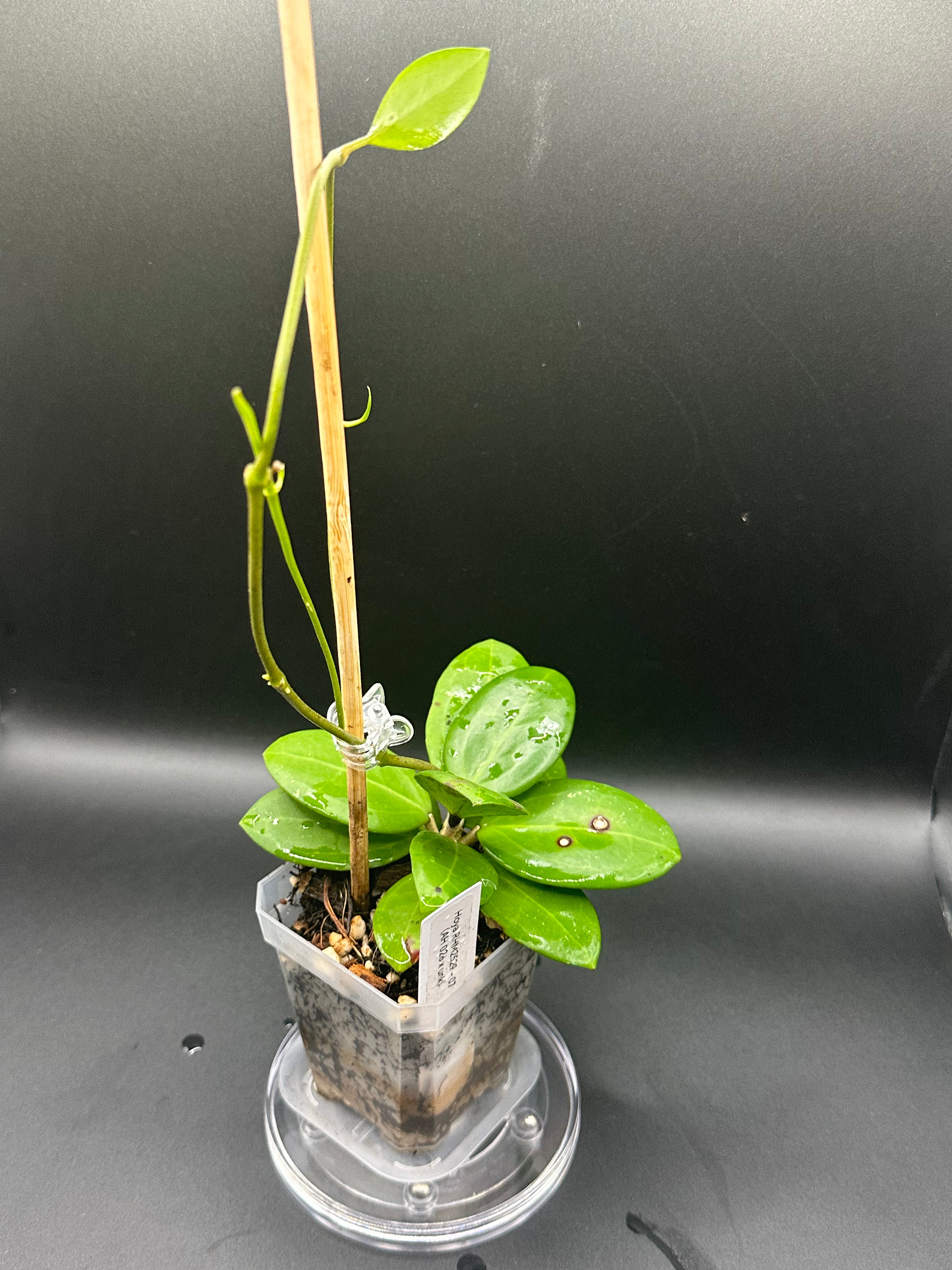 Hoya RHM2529 - 07 (Hoya AH 026 x unk)