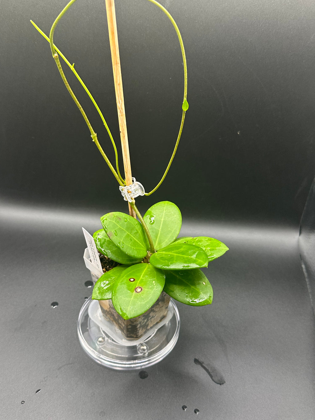 Hoya RHM2529 - 07 (Hoya AH 026 x unk)