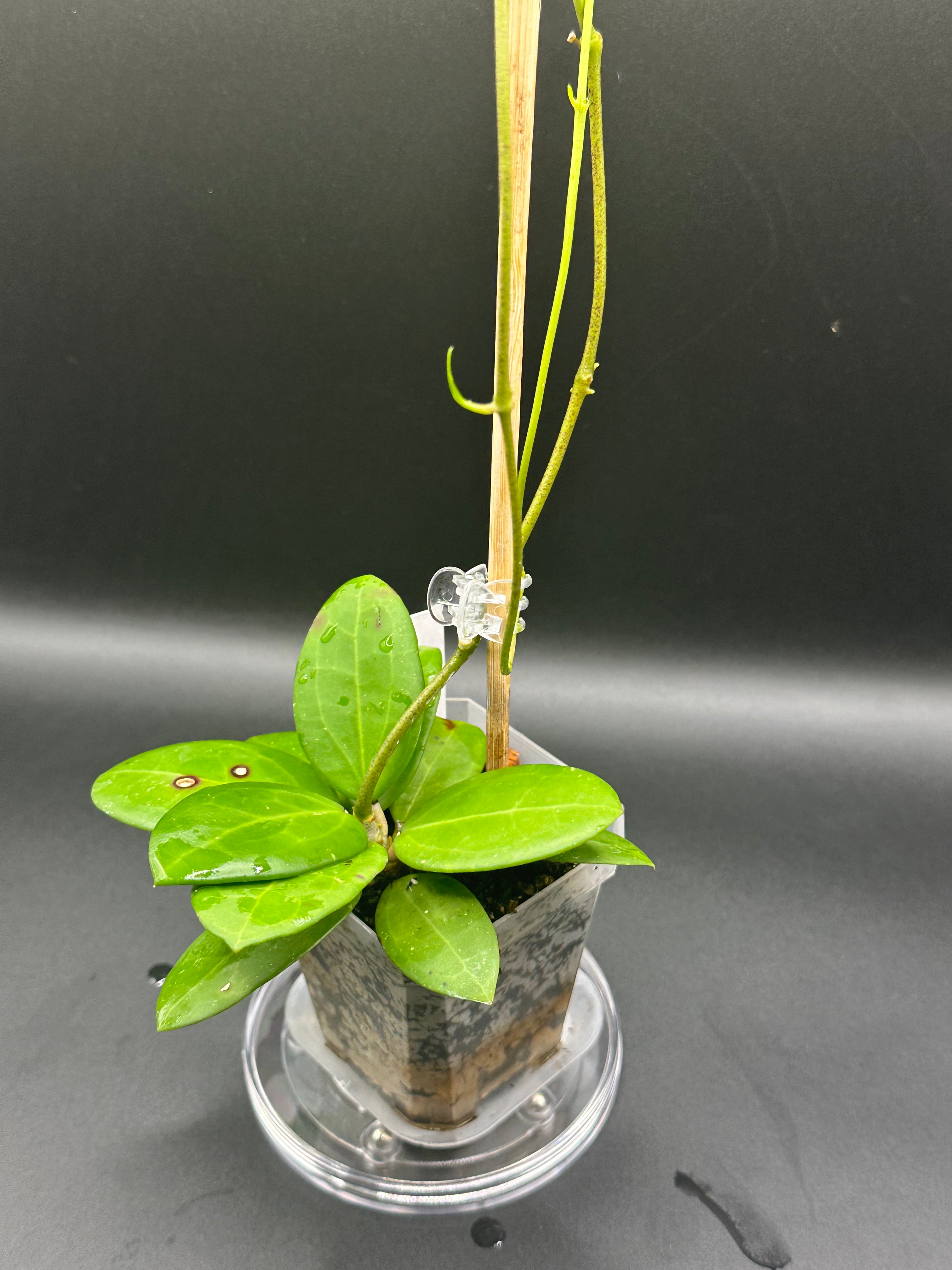 Hoya RHM2529 - 07 (Hoya AH 026 x unk)