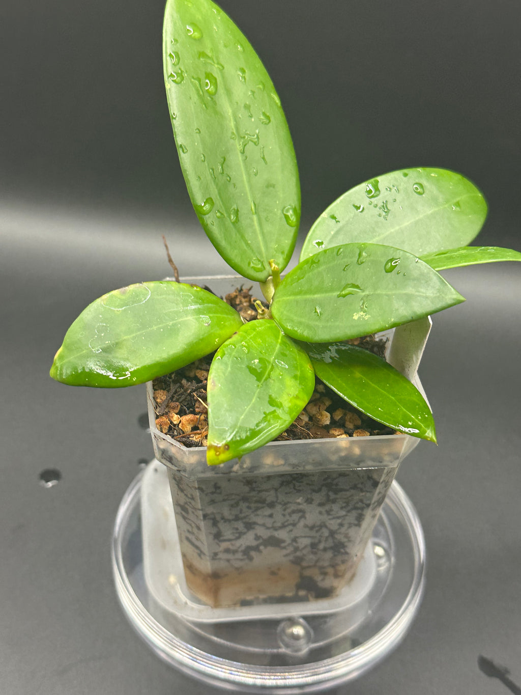 Hoya KGD370 - 01 (Hoya ‘Idaho’ x unk)