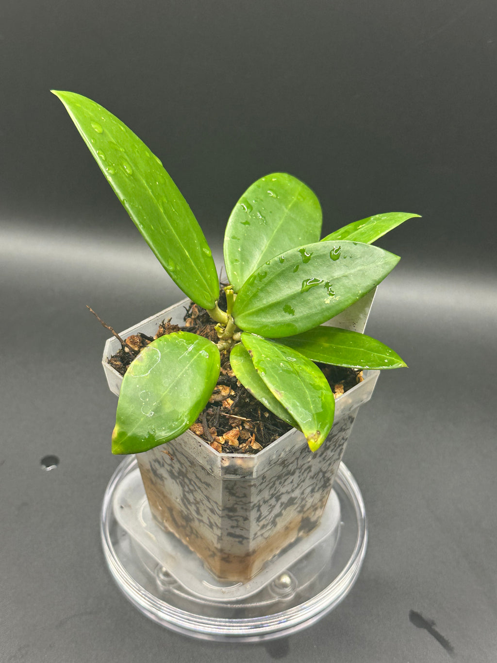 Hoya KGD370 - 01 (Hoya ‘Idaho’ x unk)