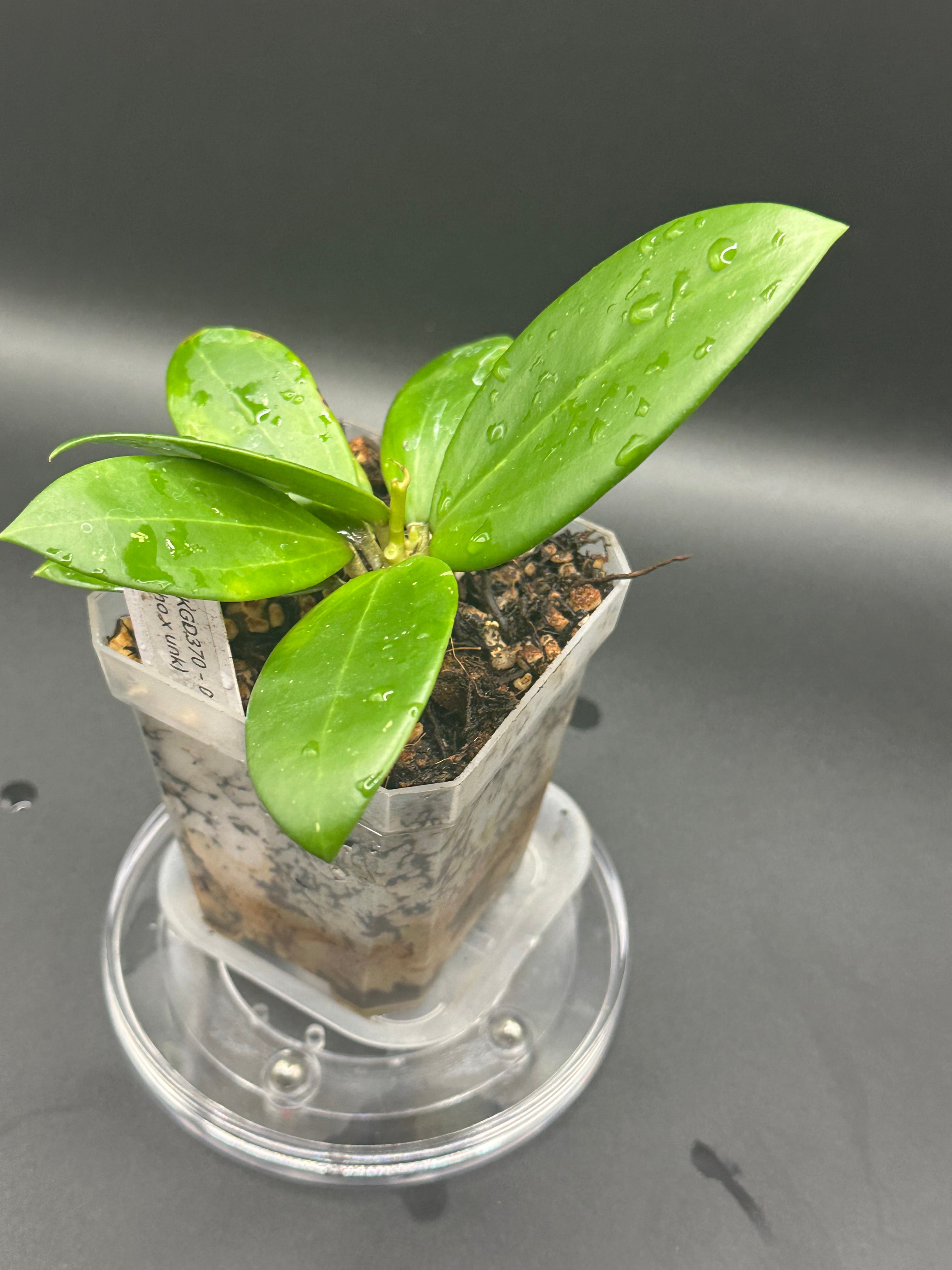 Hoya KGD370 - 01 (Hoya ‘Idaho’ x unk)
