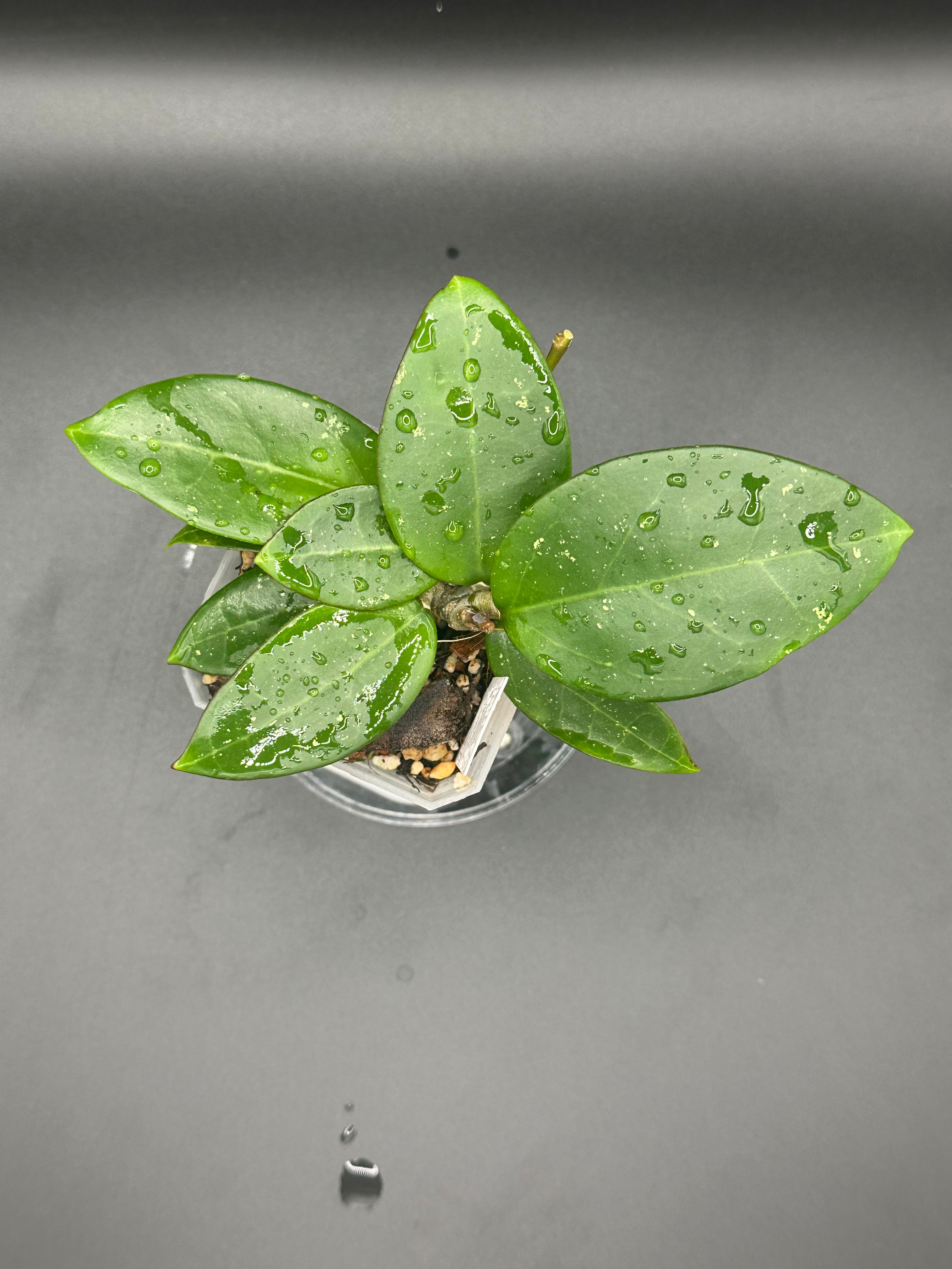 Hoya RHM2517 - 01 (Hoya verticillata LP4 x unk)