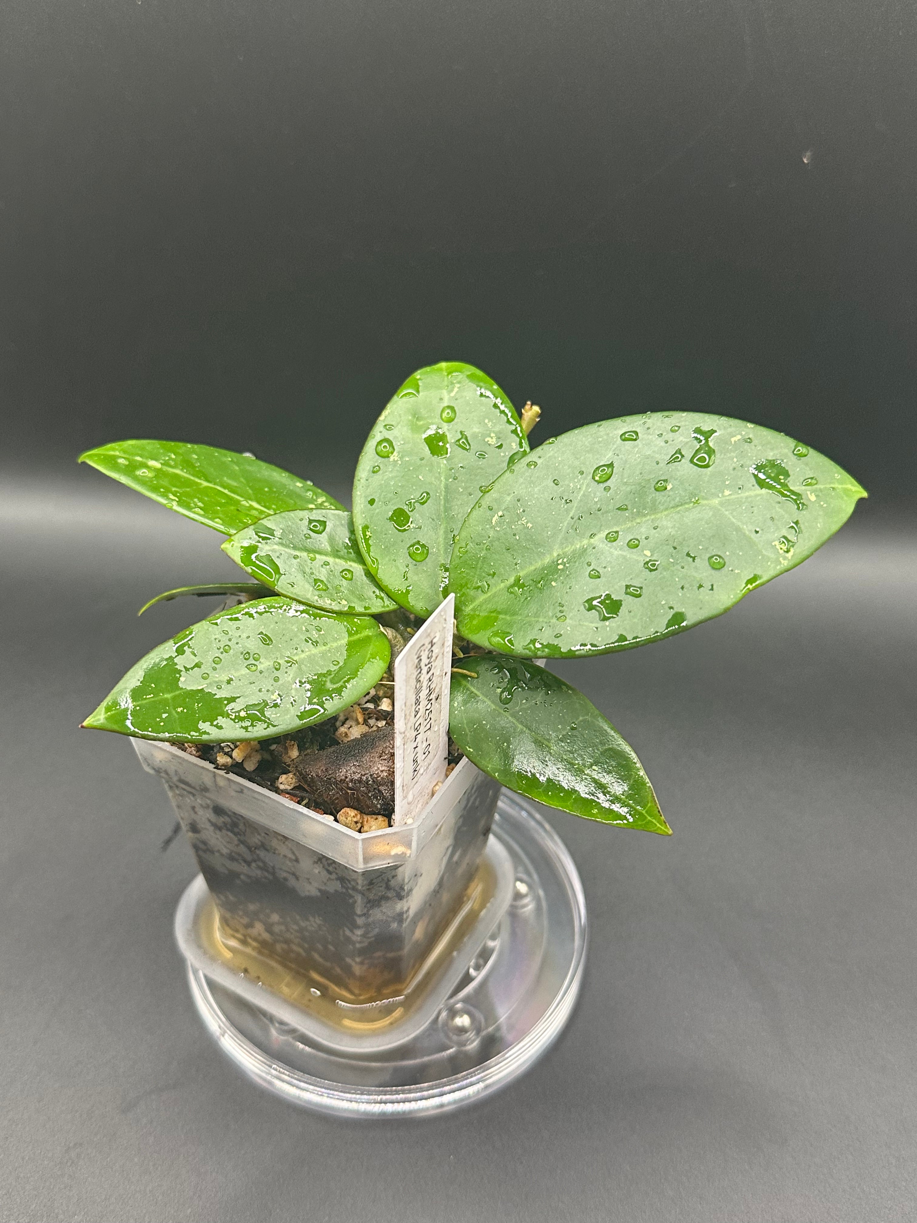 Hoya RHM2517 - 01 (Hoya verticillata LP4 x unk)