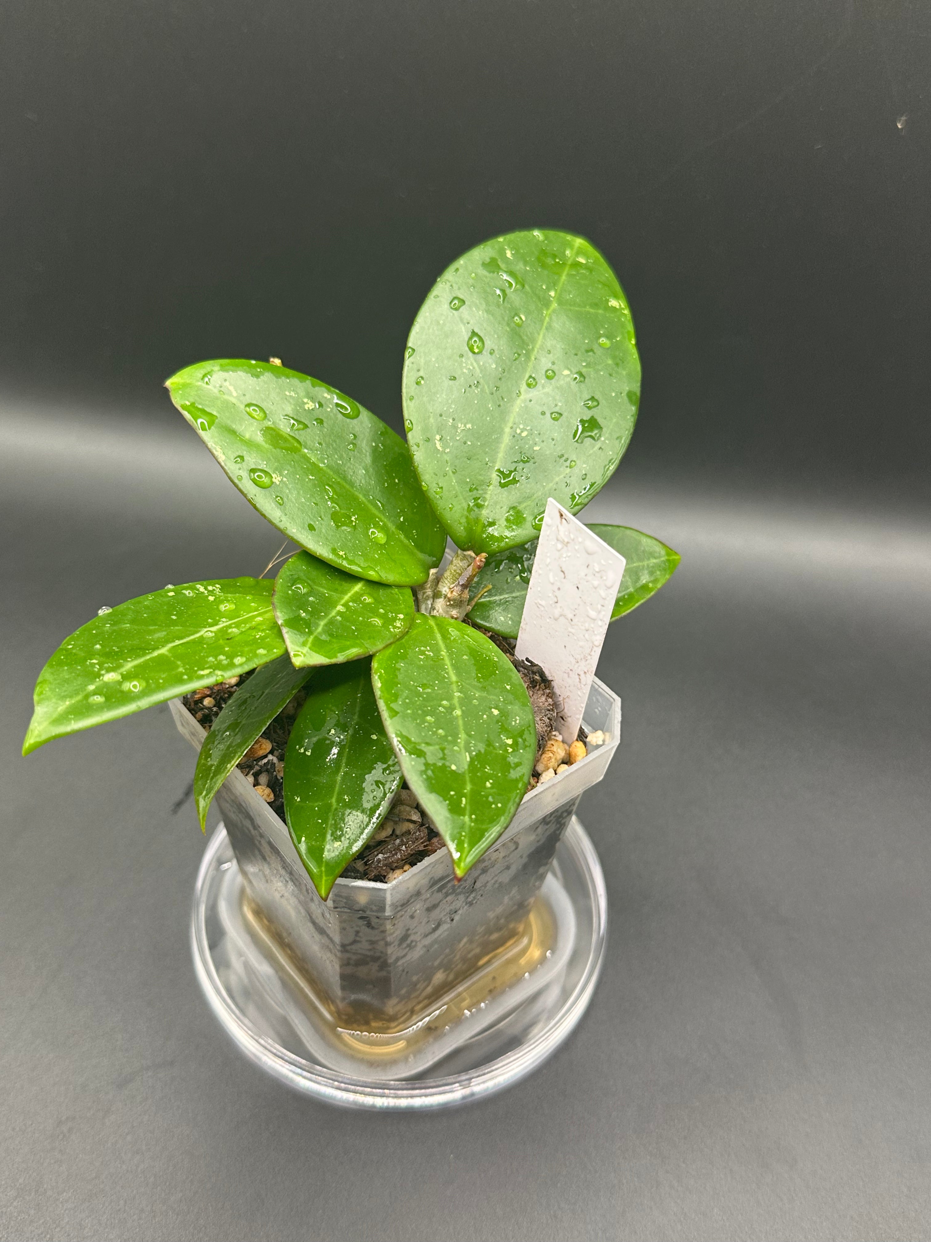 Hoya RHM2517 - 01 (Hoya verticillata LP4 x unk)