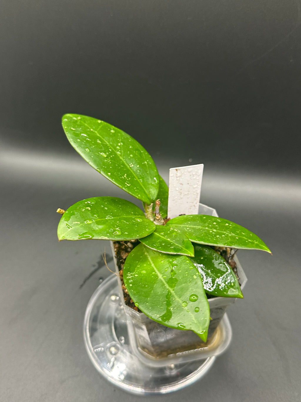 Hoya RHM2517 - 01 (Hoya verticillata LP4 x unk)