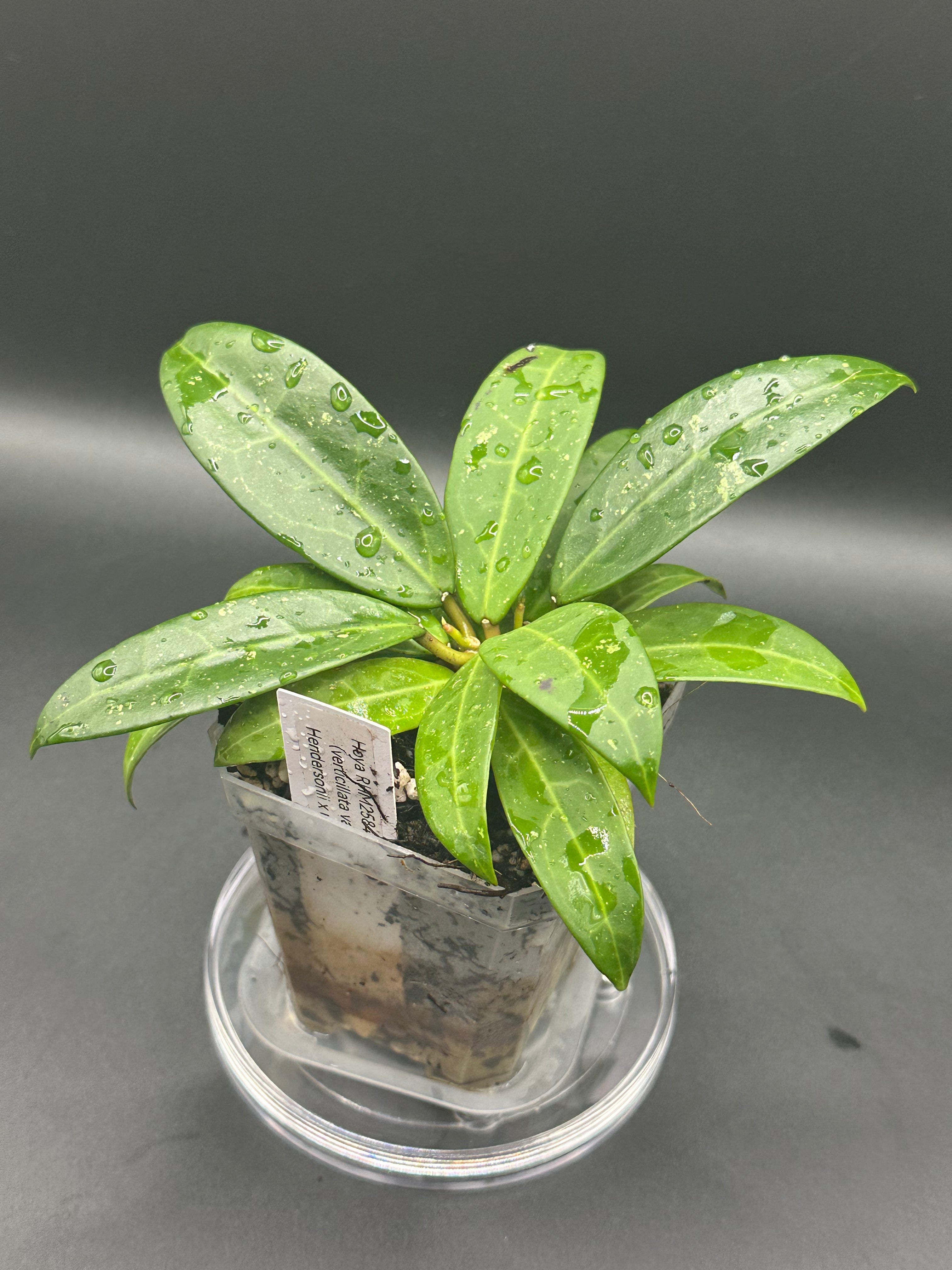 Hoya RHM2584 - 01 (Hoya verticillata var. Hendersonii x unk)