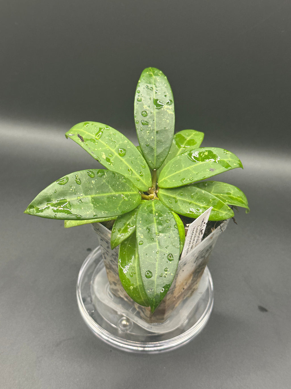 Hoya RHM2584 - 01 (Hoya verticillata var. Hendersonii x unk)