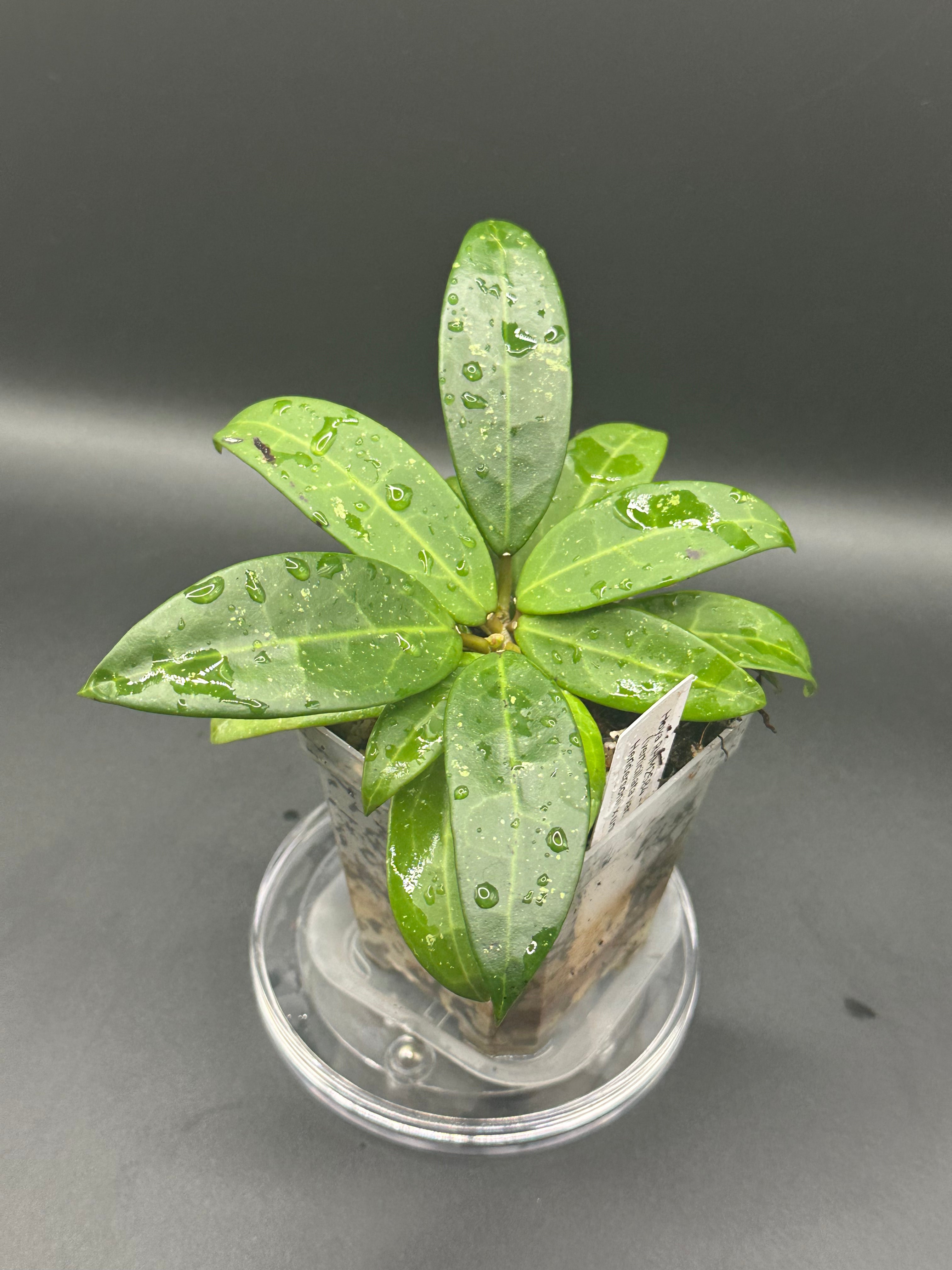 Hoya RHM2584 - 01 (Hoya verticillata var. Hendersonii x unk)
