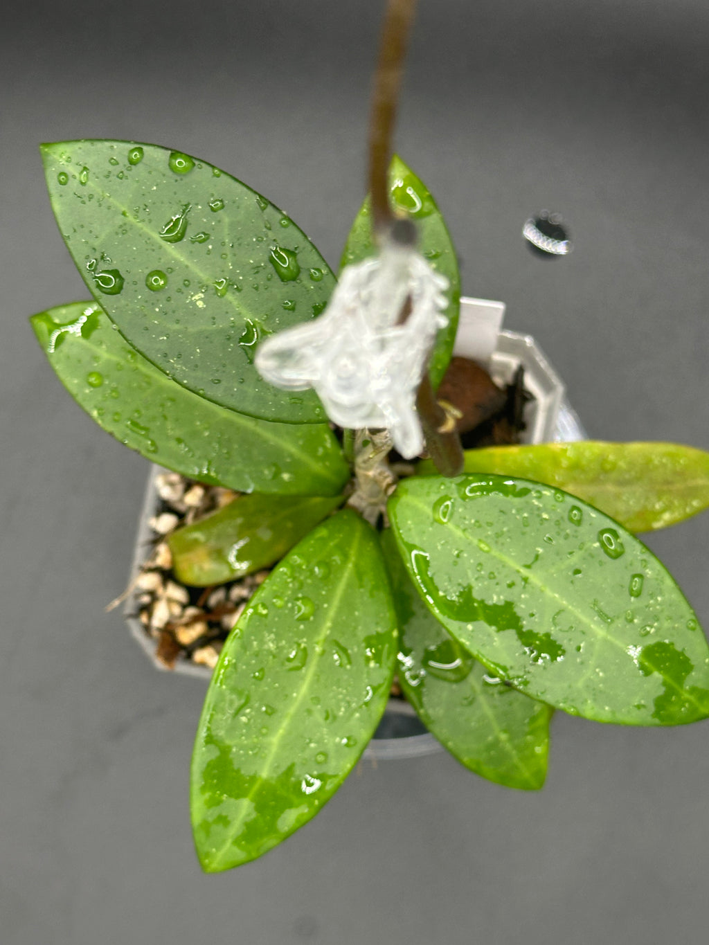 Hoya RHM2582 - 01 (Hoya ‘Melanie’ x unk)