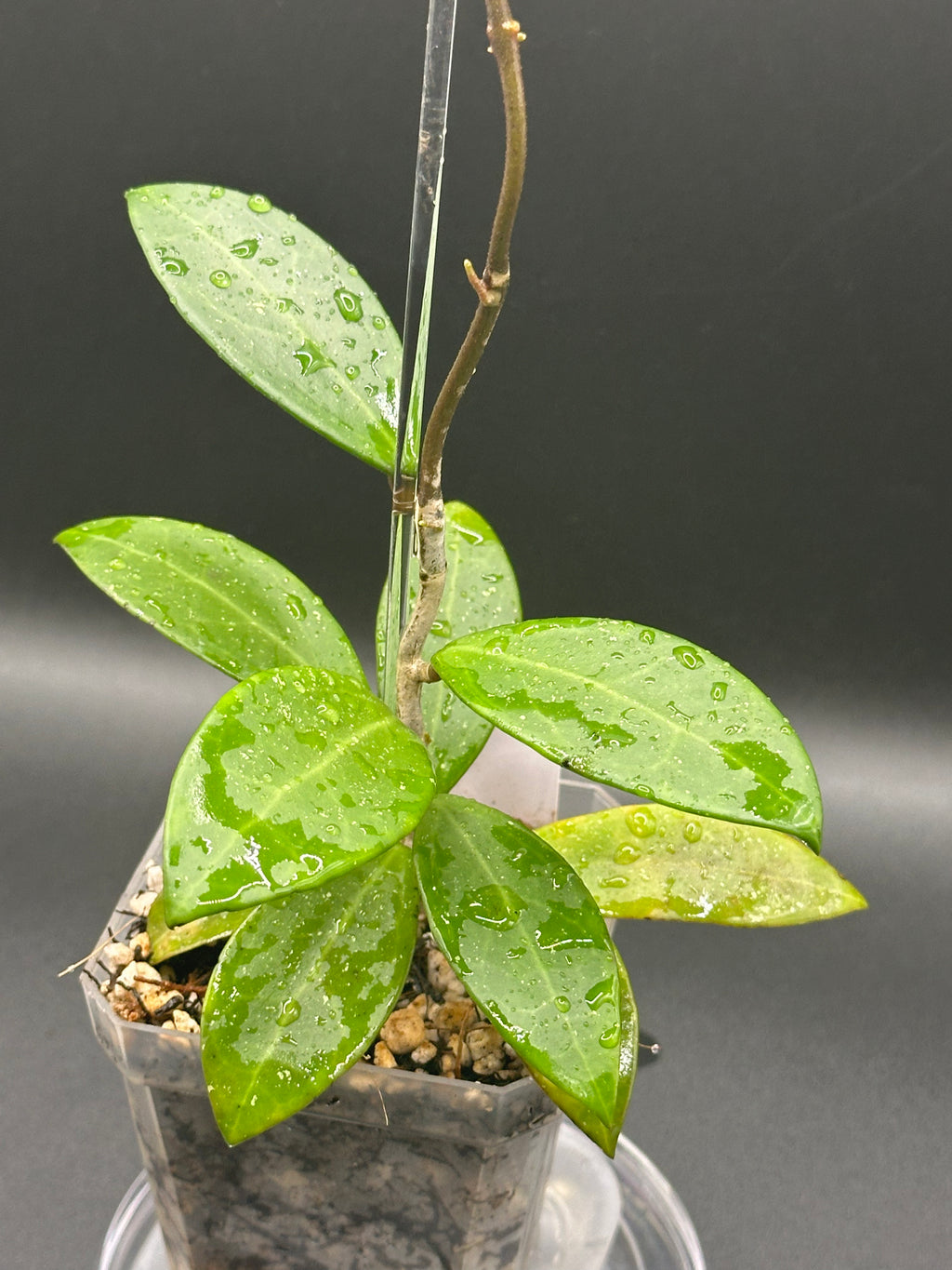 Hoya RHM2582 - 01 (Hoya ‘Melanie’ x unk)