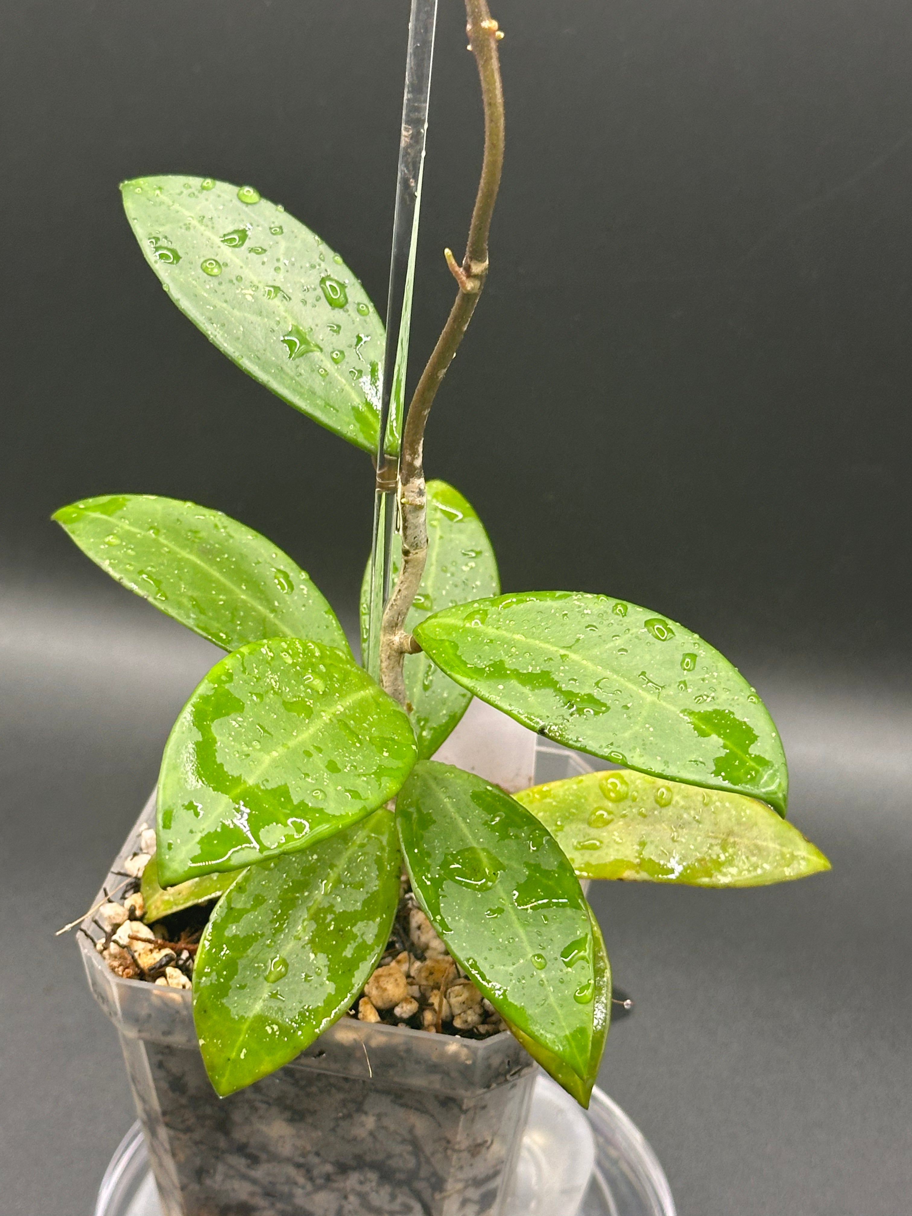 Hoya RHM2582 - 01 (Hoya ‘Melanie’ x unk)