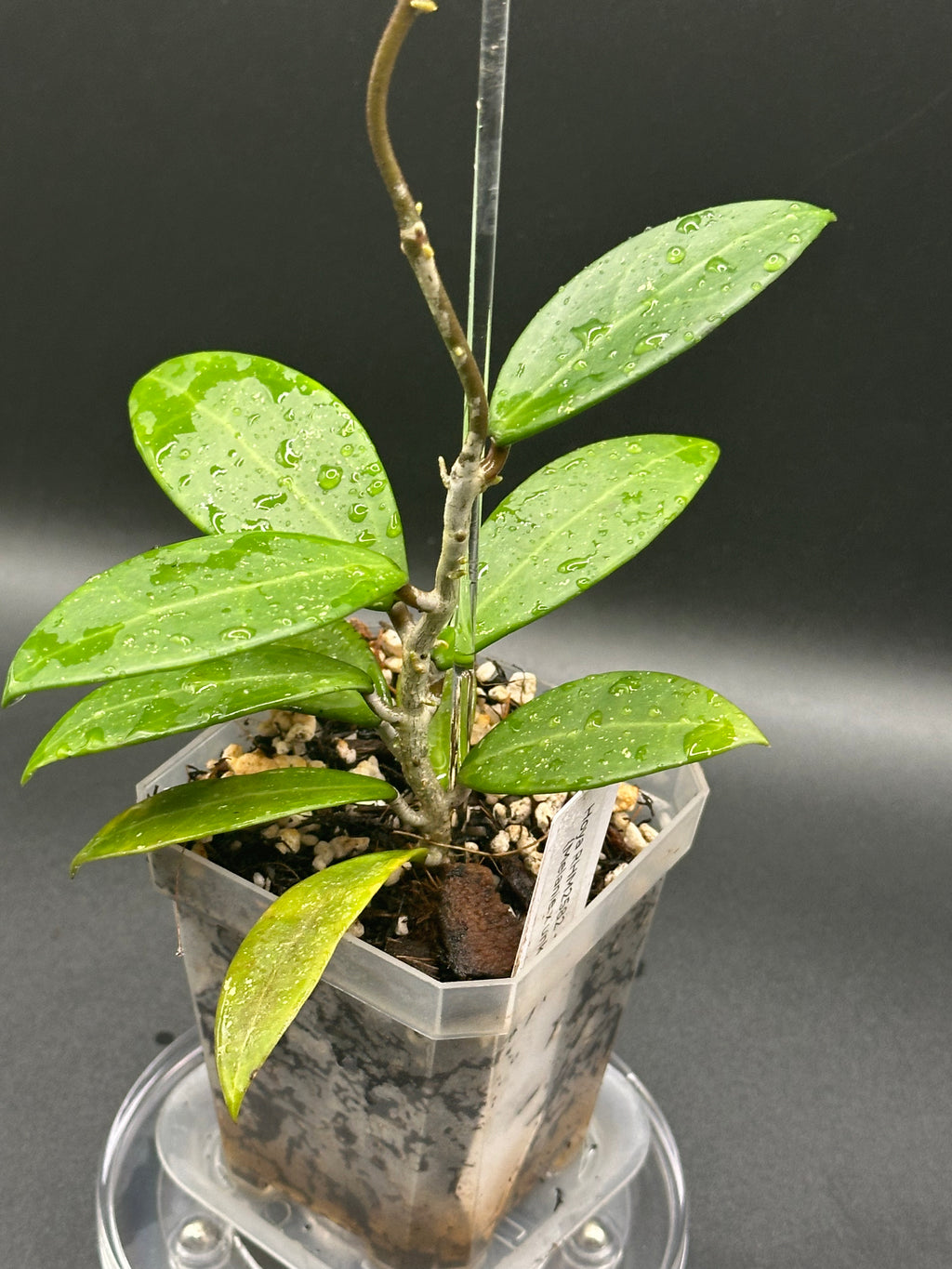 Hoya RHM2582 - 01 (Hoya ‘Melanie’ x unk)