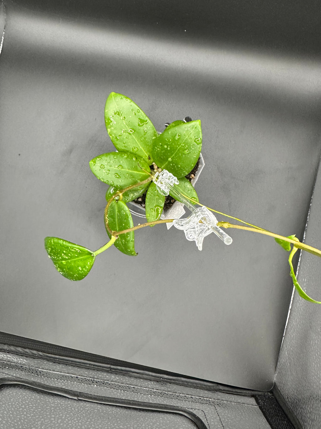 Hoya RHM2529 - 08 (Hoya AH 026 x unk)