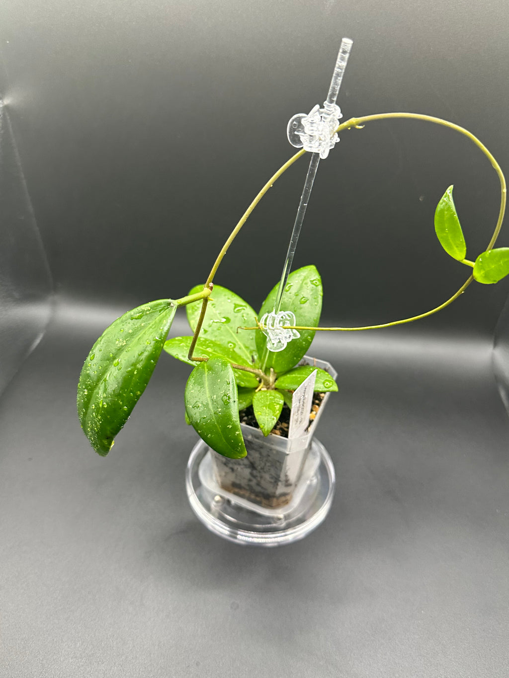 Hoya RHM2529 - 08 (Hoya AH 026 x unk)