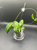 Hoya RHM2529 - 08 (Hoya AH 026 x unk)