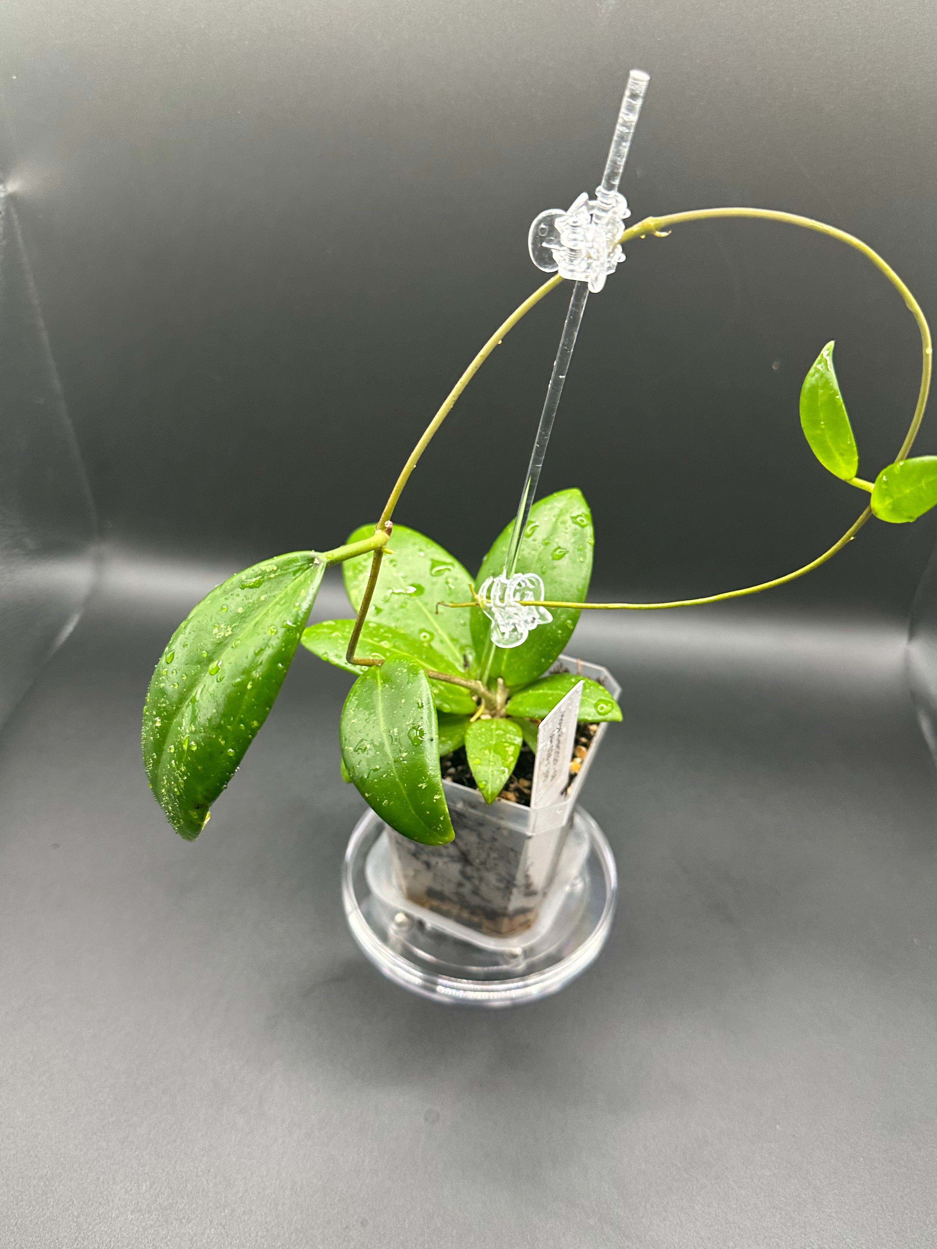 Hoya RHM2529 - 08 (Hoya AH 026 x unk)