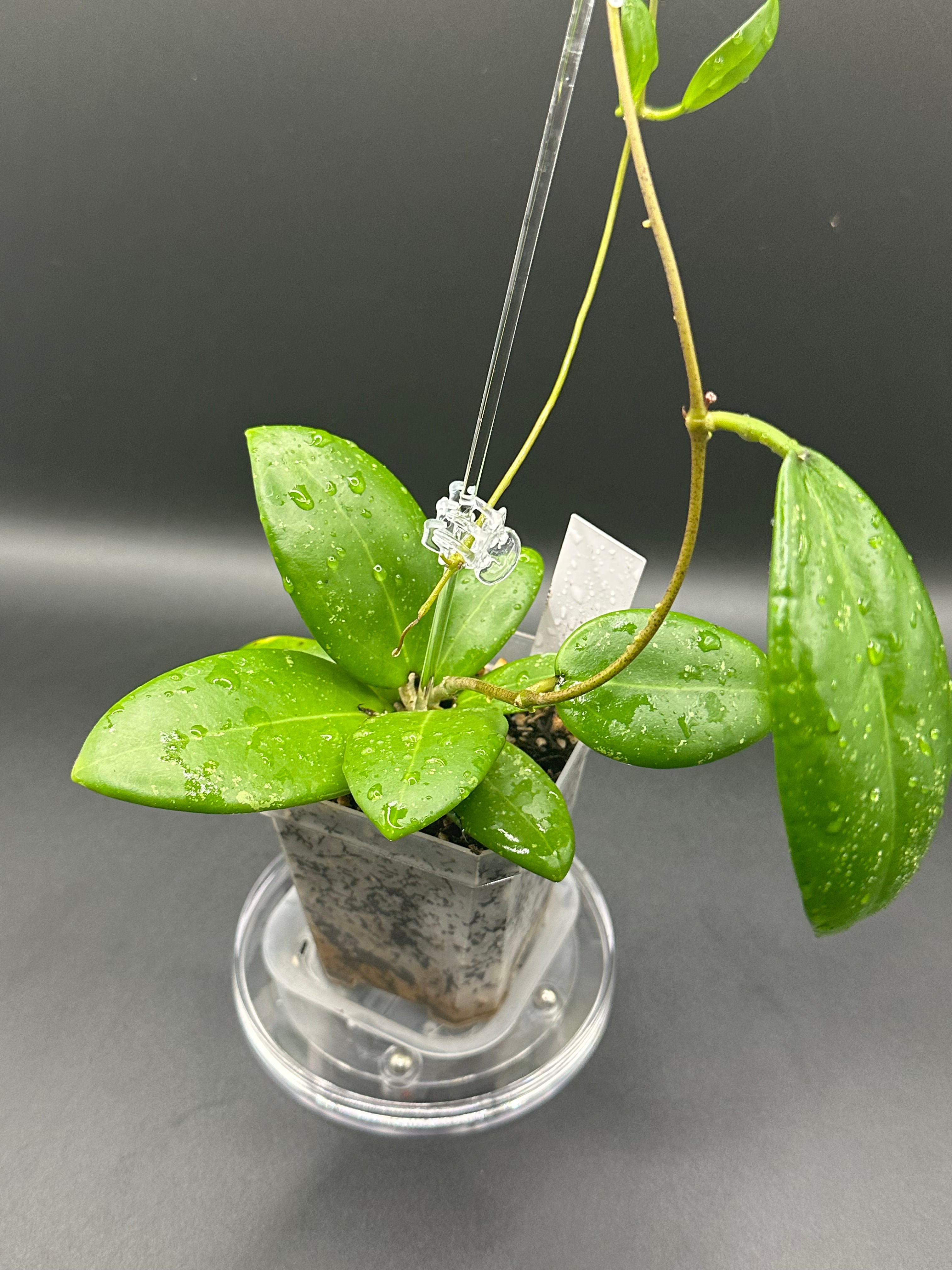 Hoya RHM2529 - 08 (Hoya AH 026 x unk)