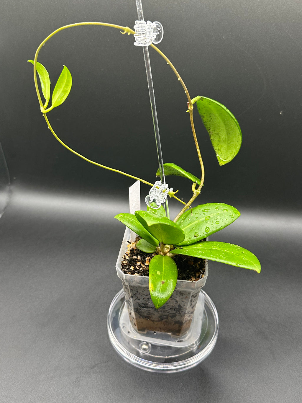 Hoya RHM2529 - 08 (Hoya AH 026 x unk)