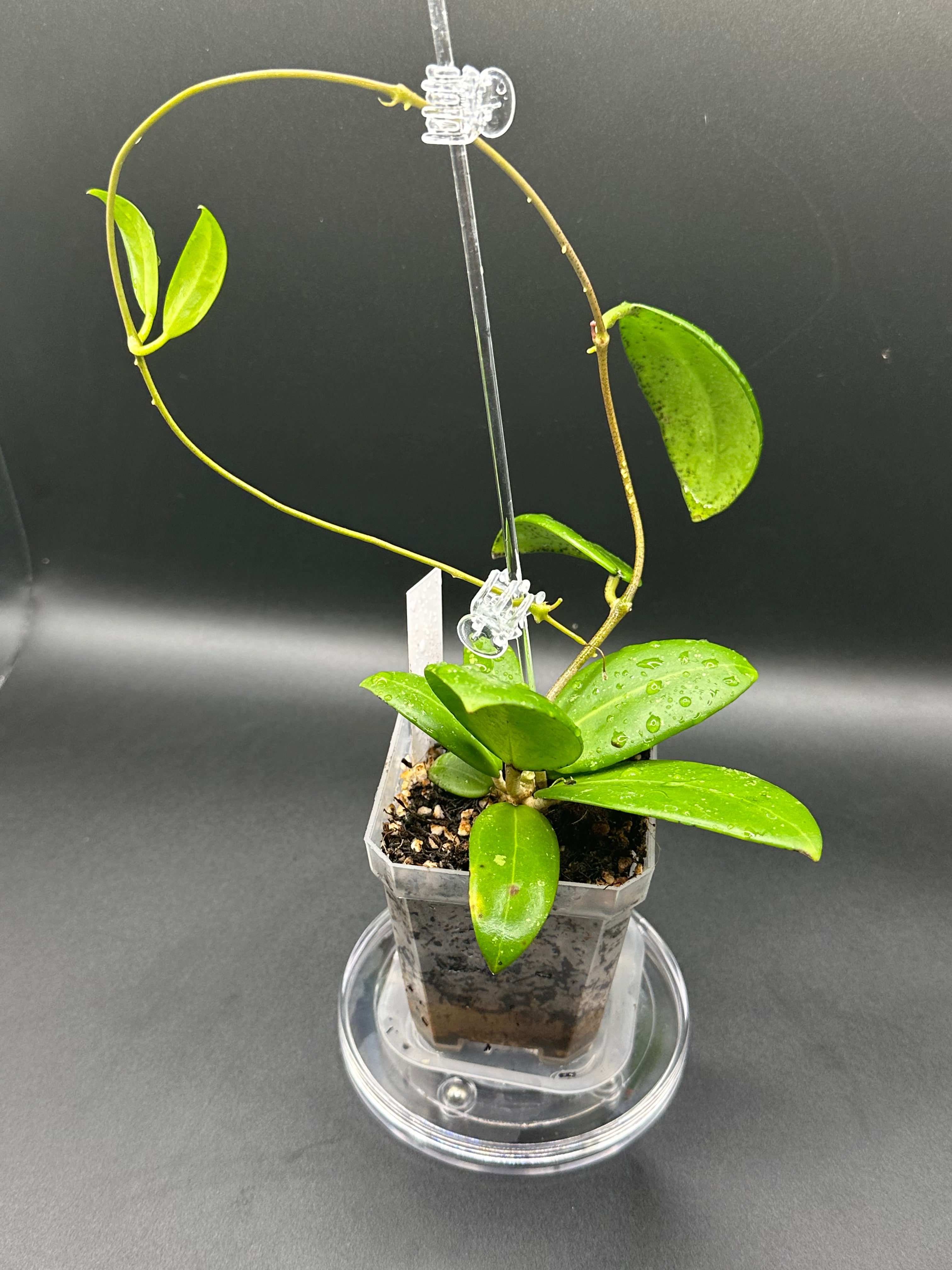 Hoya RHM2529 - 08 (Hoya AH 026 x unk)