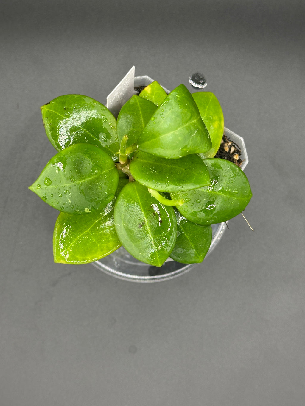 Hoya RHM2508 - 03 (Hoya EPC 146 Spoon Leaf x unk)