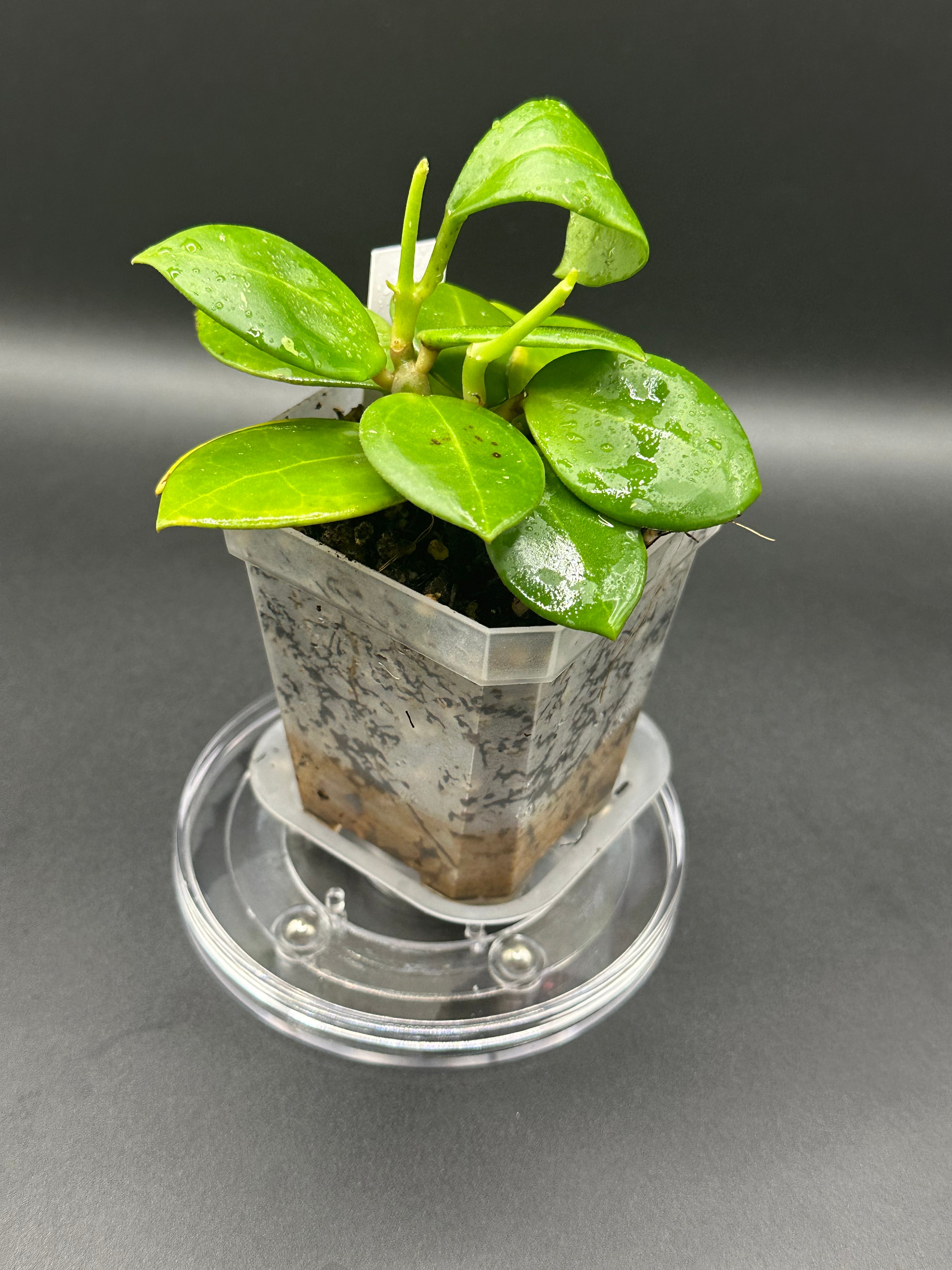 Hoya RHM2508 - 03 (Hoya EPC 146 Spoon Leaf x unk)