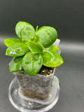 Hoya RHM2508 - 03 (Hoya EPC 146 Spoon Leaf x unk)