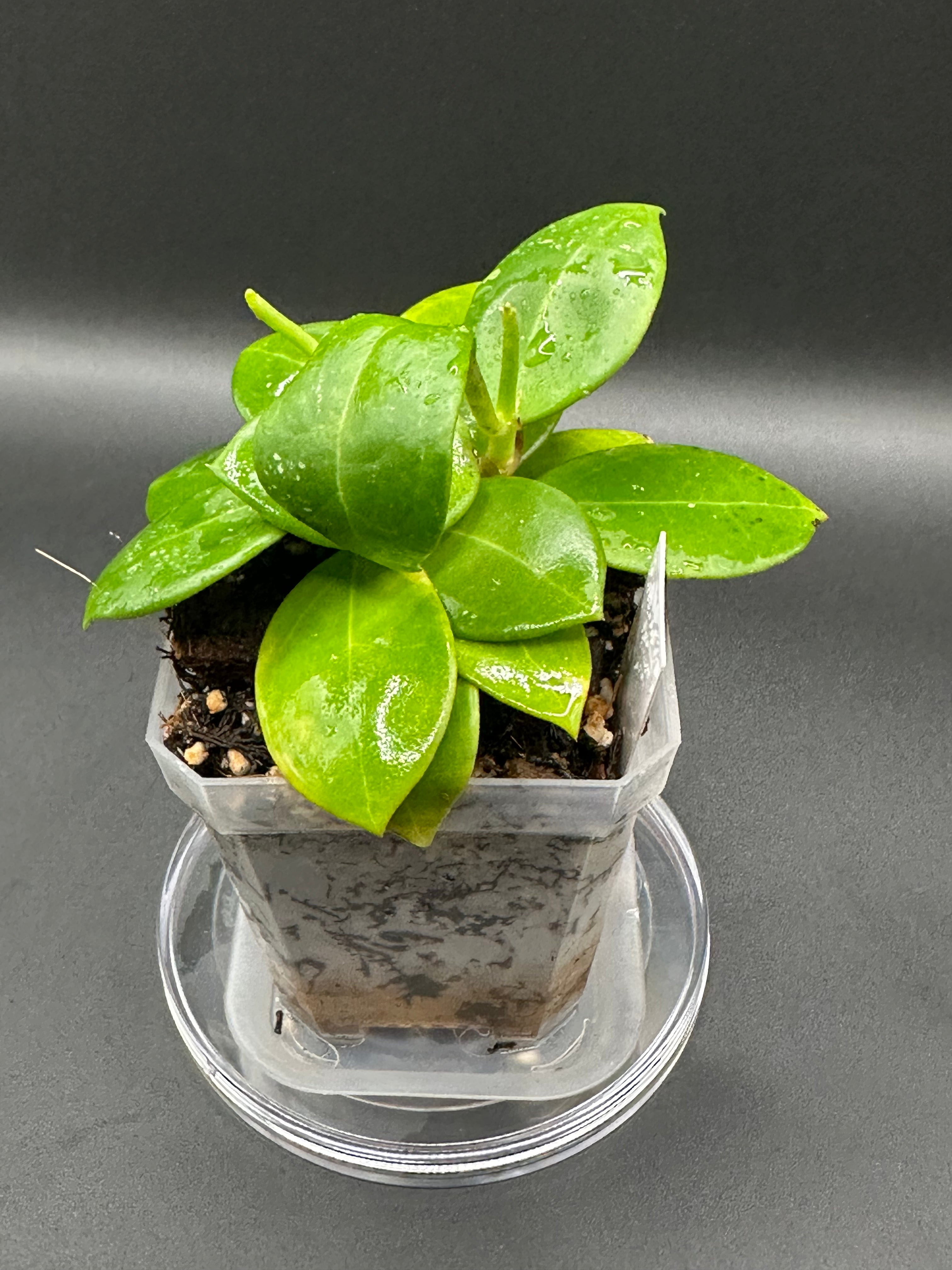 Hoya RHM2508 - 03 (Hoya EPC 146 Spoon Leaf x unk)