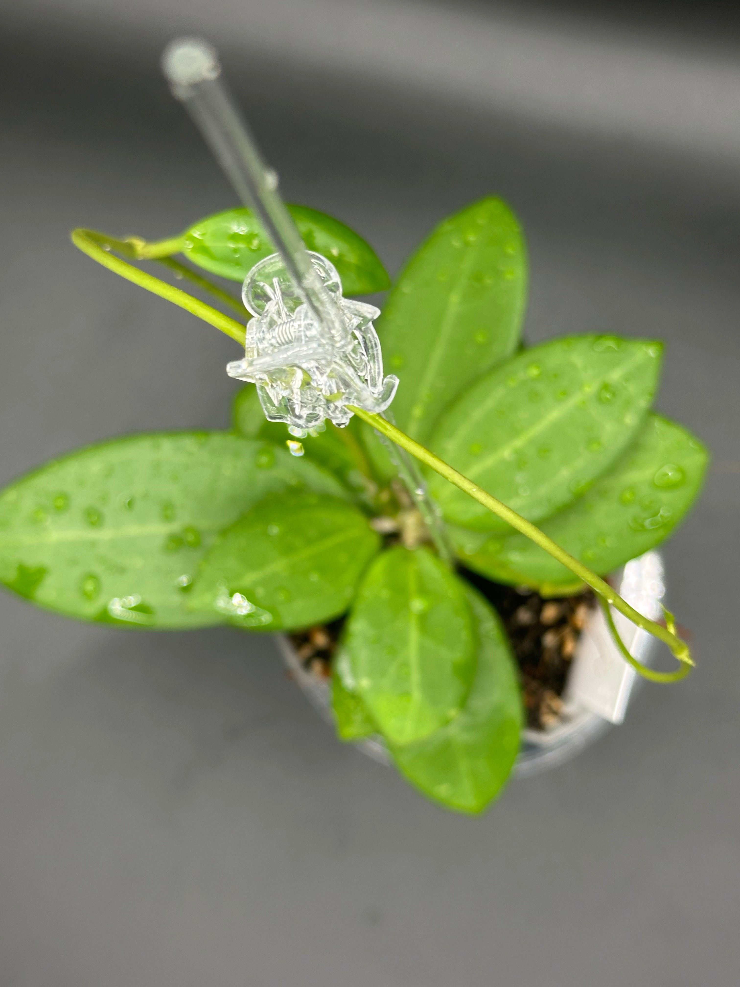 Hoya RHM2529 - 04 (Hoya AH 026 x unk)