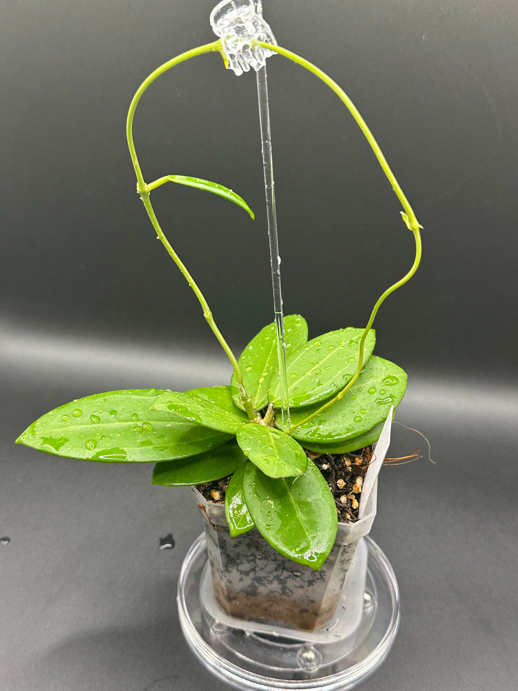 Hoya RHM2529 - 04 (Hoya AH 026 x unk)