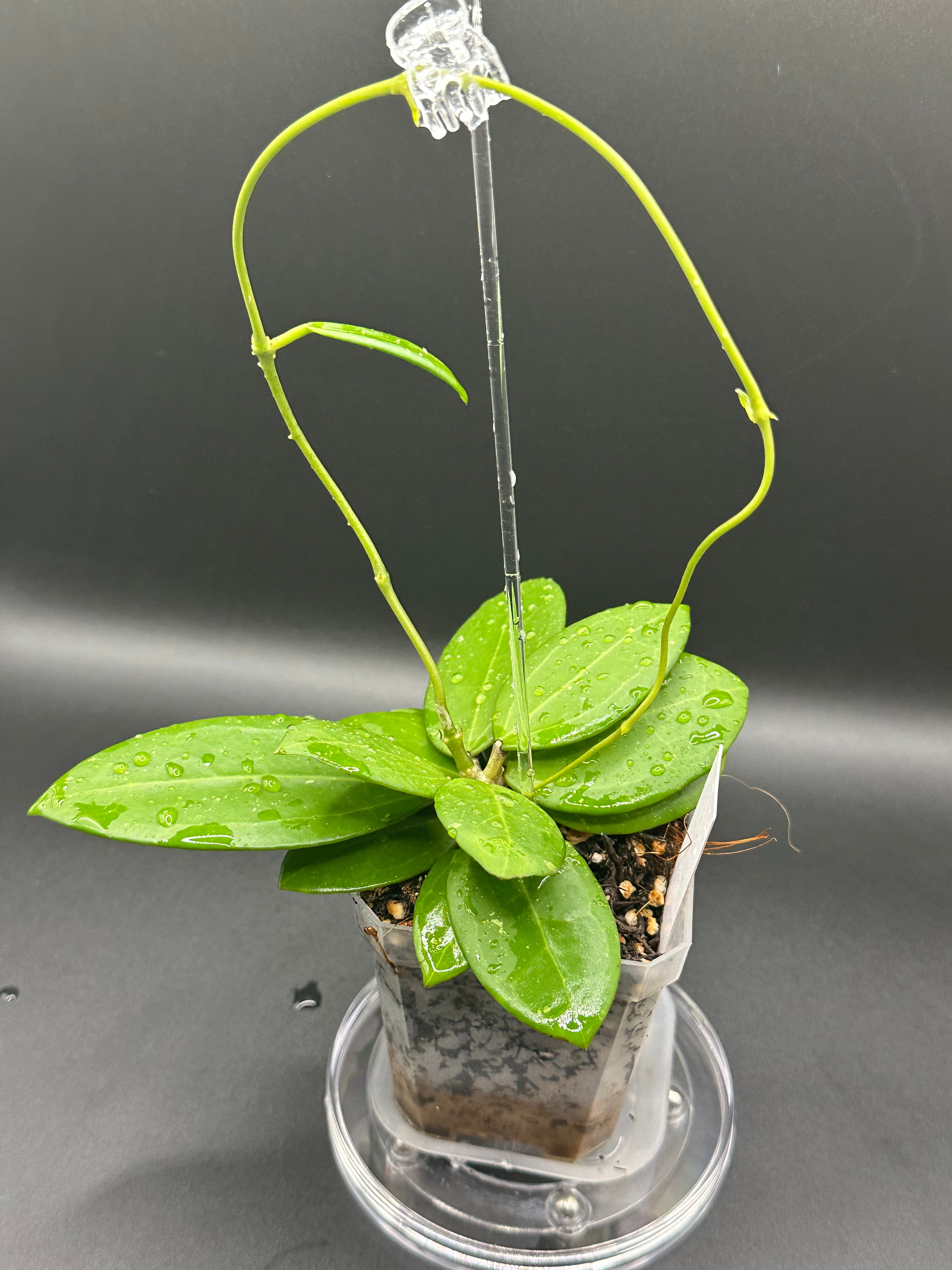 Hoya RHM2529 - 04 (Hoya AH 026 x unk)