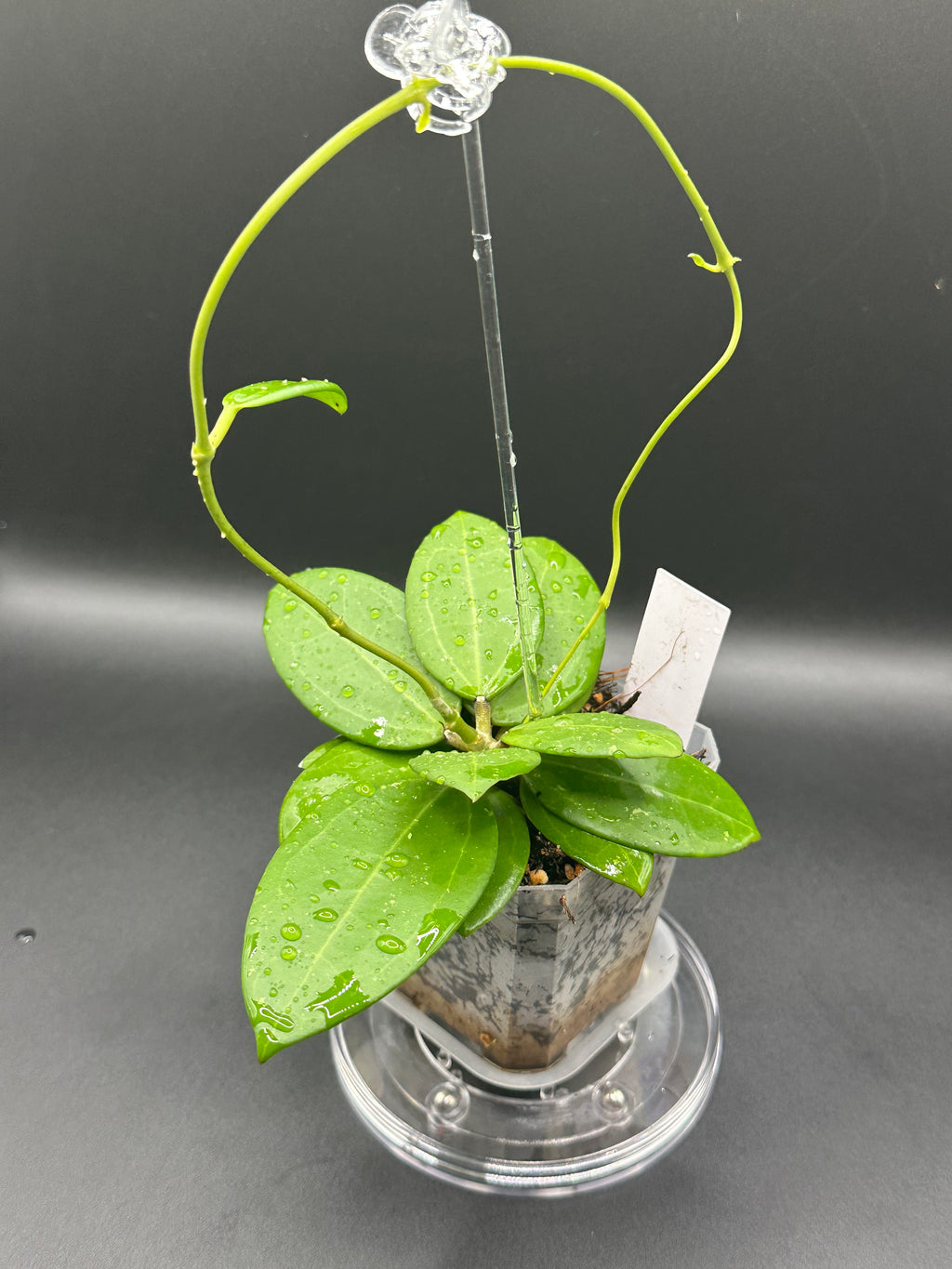 Hoya RHM2529 - 04 (Hoya AH 026 x unk)