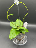 Hoya RHM2529 - 04 (Hoya AH 026 x unk)