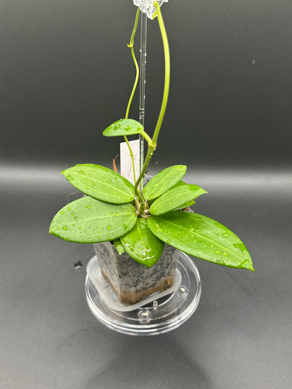Hoya RHM2529 - 04 (Hoya AH 026 x unk)