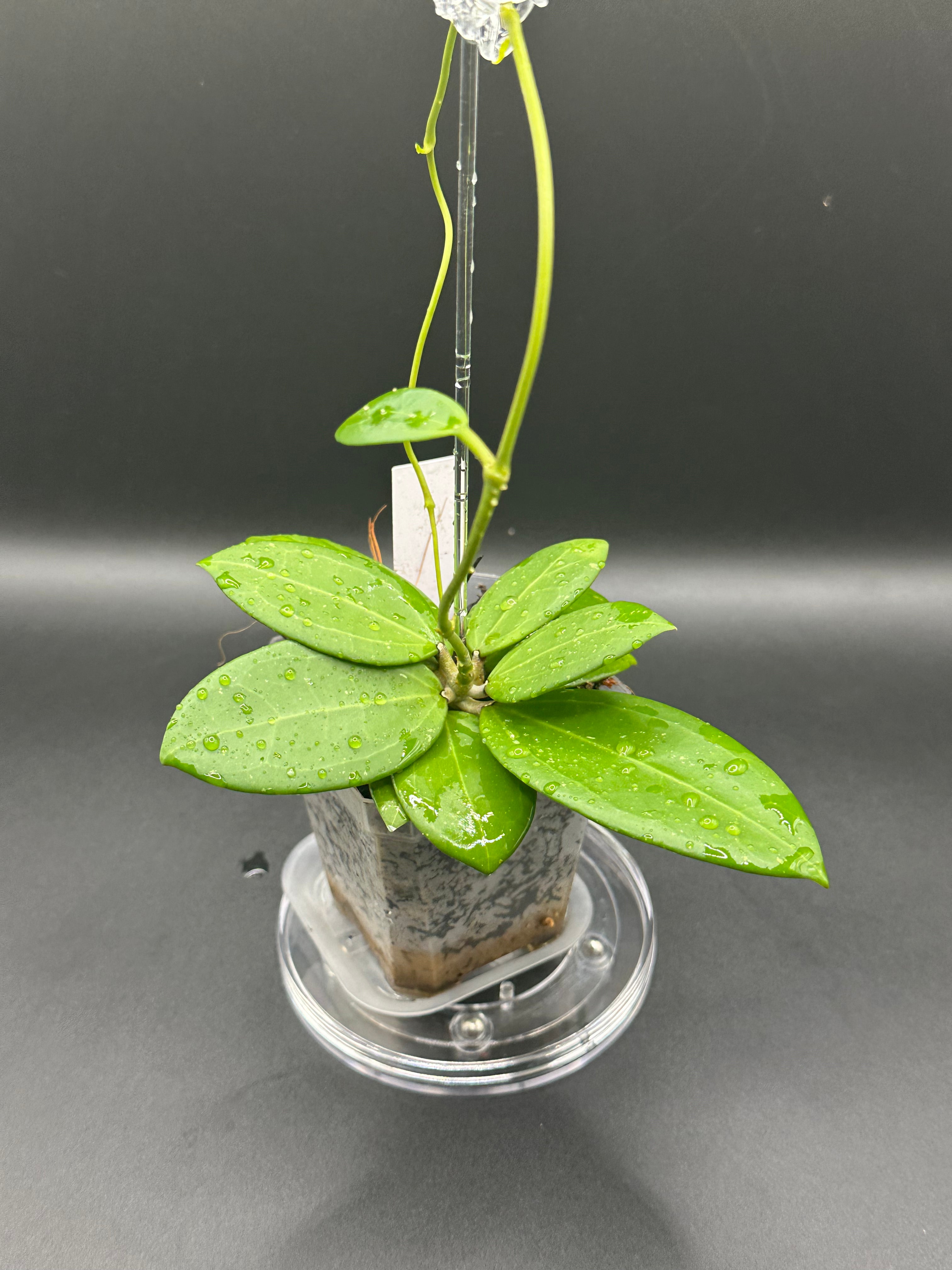 Hoya RHM2529 - 04 (Hoya AH 026 x unk)