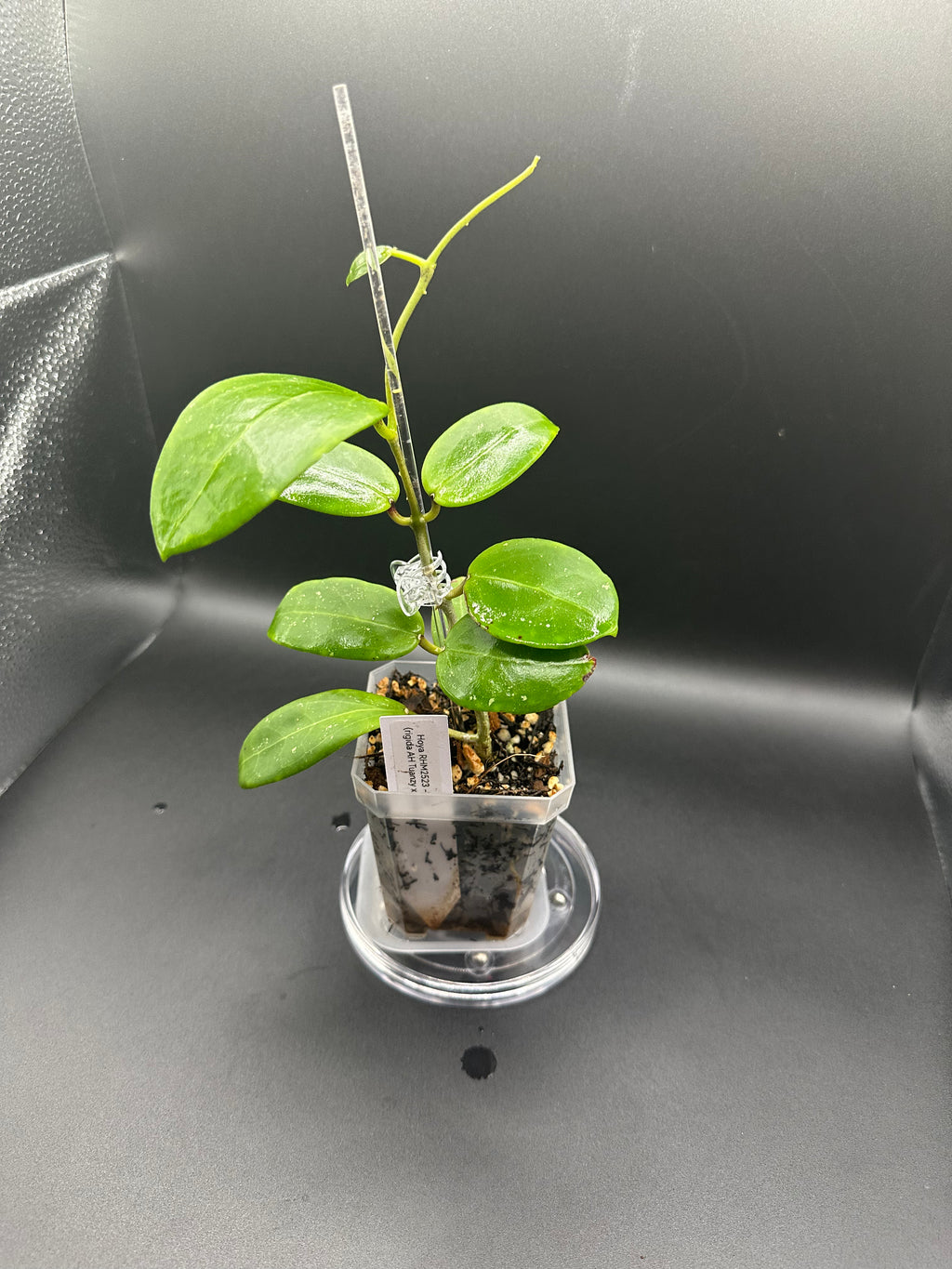 Hoya RHM2523 - 05 (Hoya rigida AH Tuanzy x unk)