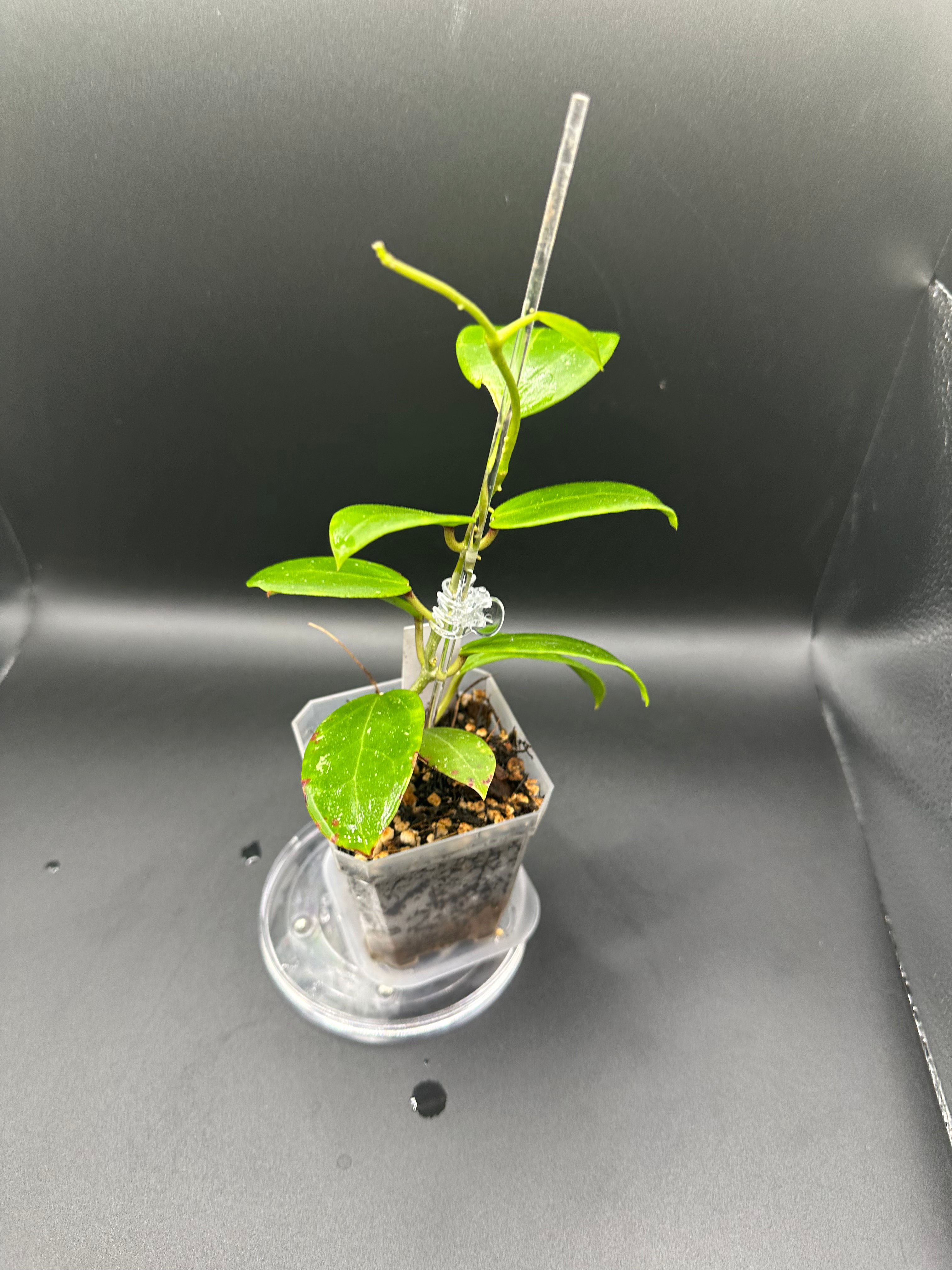 Hoya RHM2523 - 05 (Hoya rigida AH Tuanzy x unk)