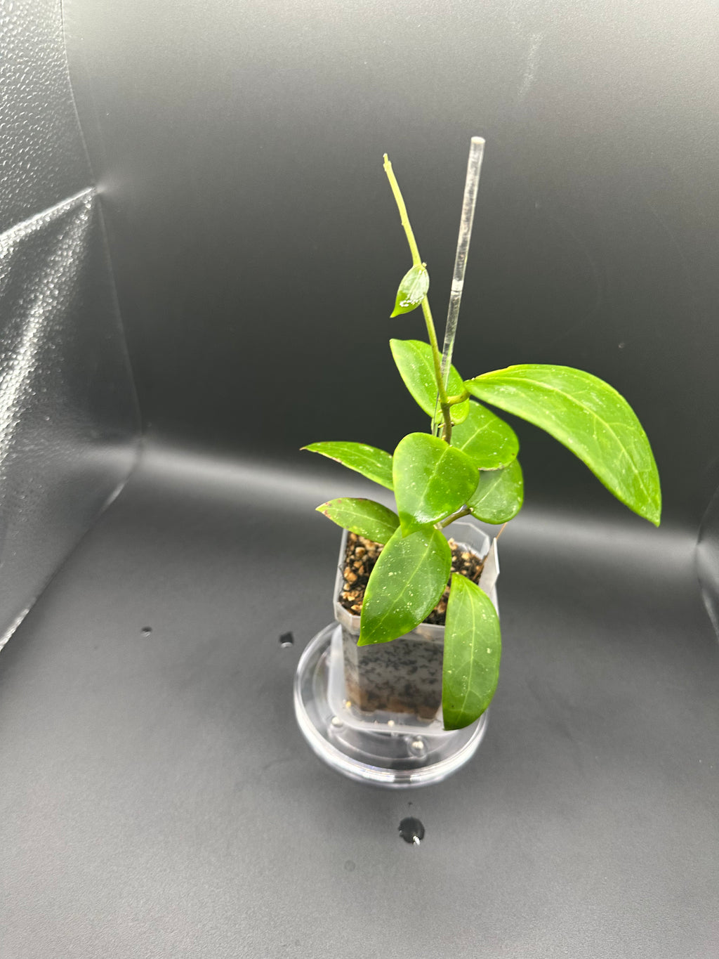 Hoya RHM2523 - 05 (Hoya rigida AH Tuanzy x unk)