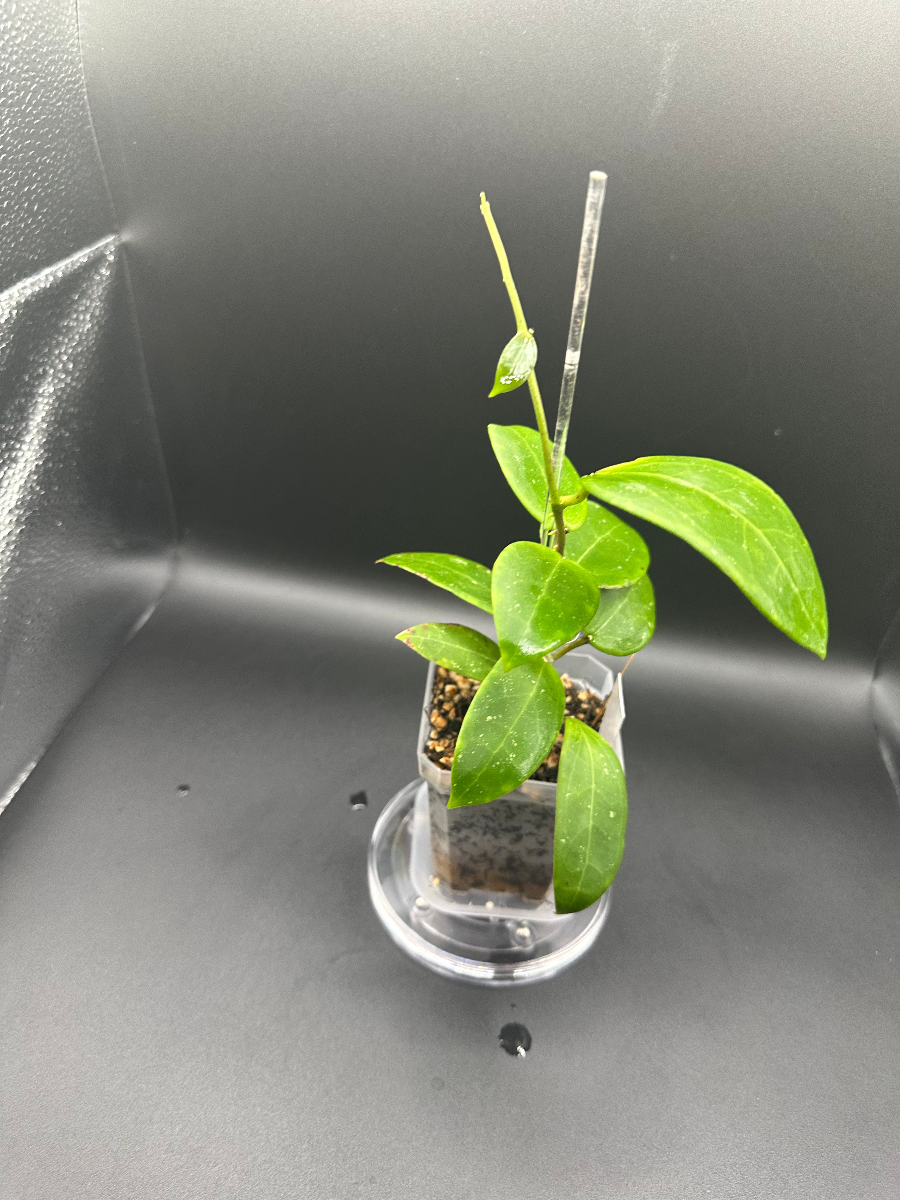 Hoya RHM2523 - 05 (Hoya rigida AH Tuanzy x unk)