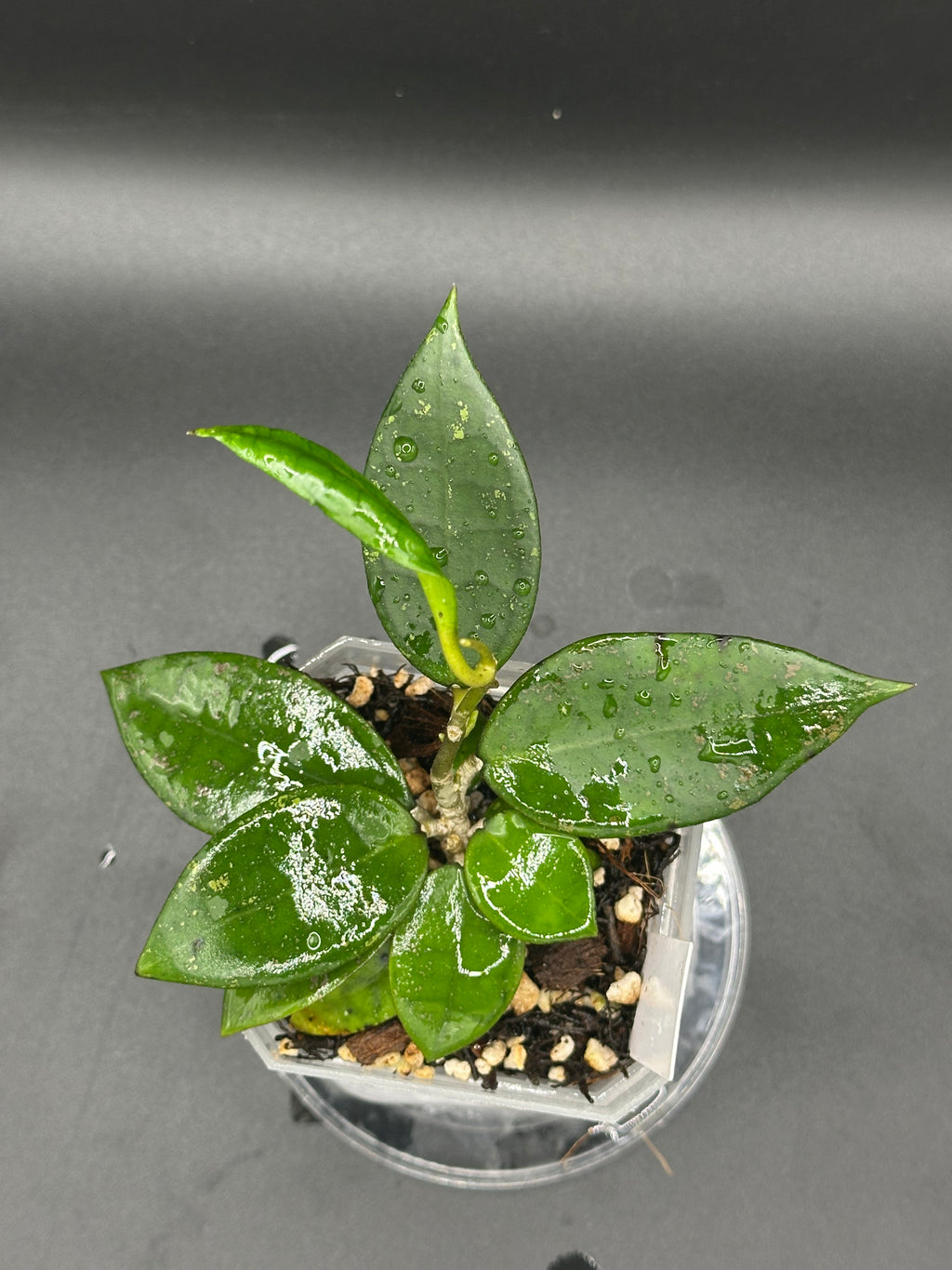 Hoya finlaysonii x unk