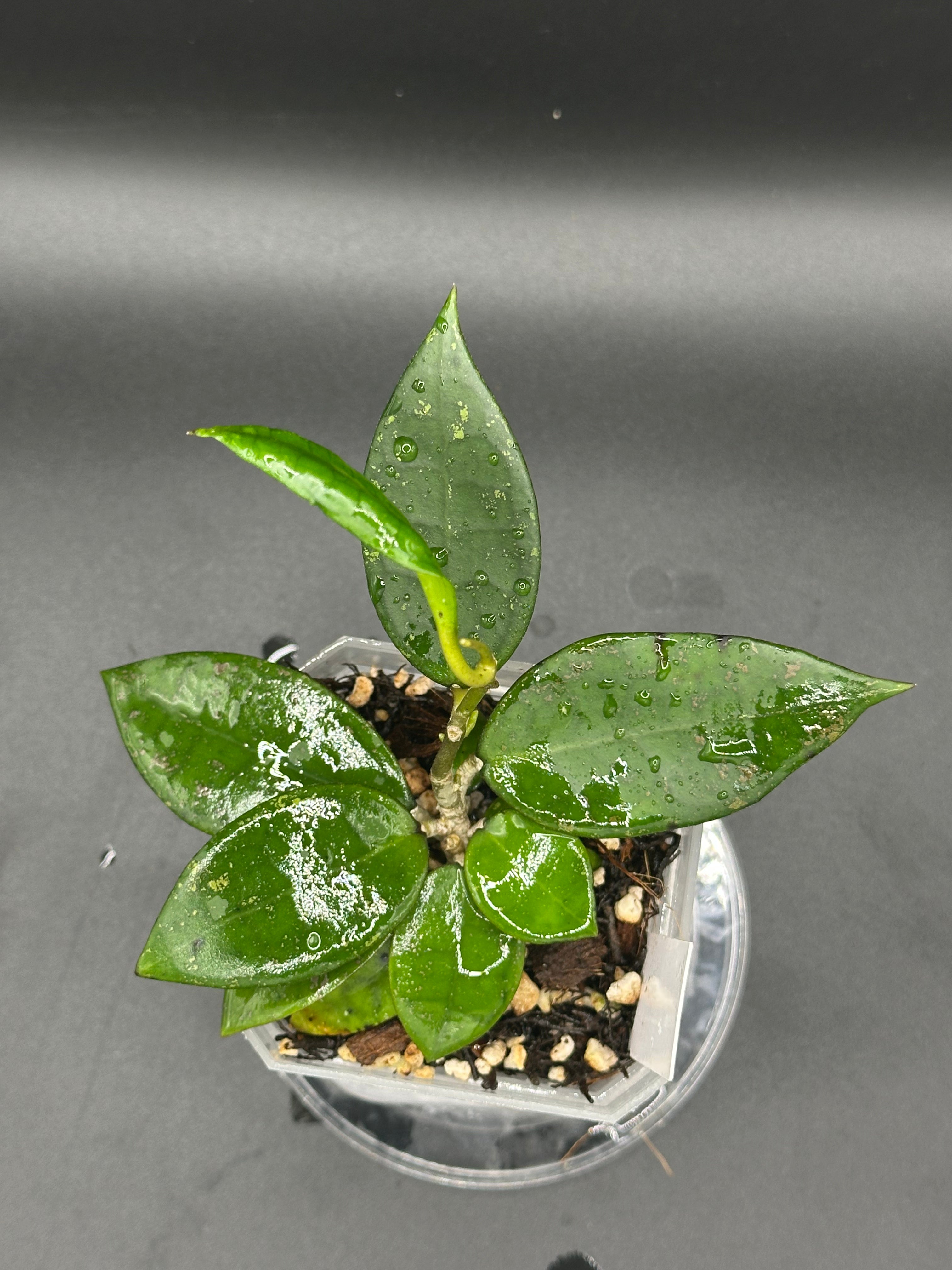 Hoya finlaysonii x unk