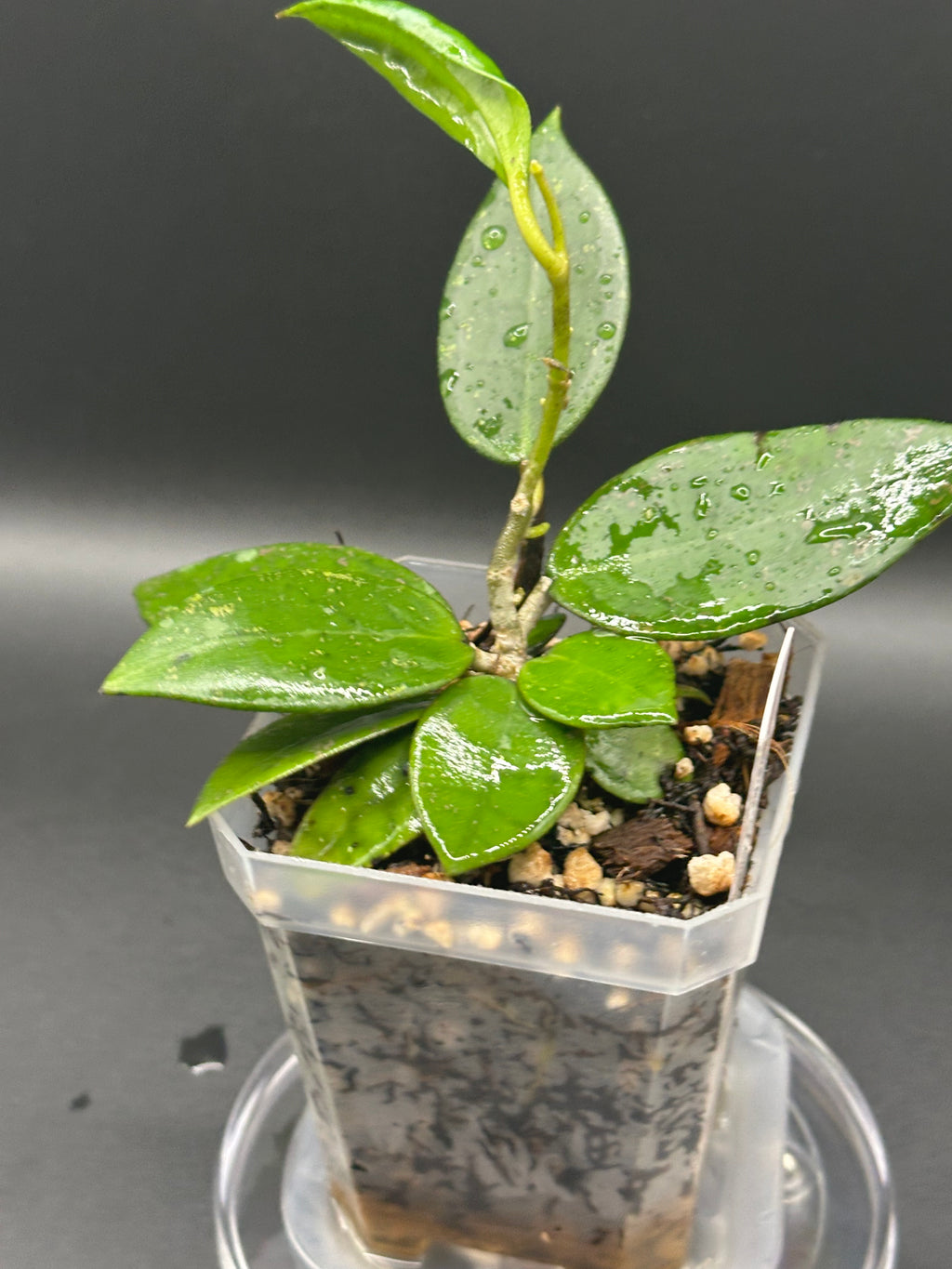Hoya finlaysonii x unk