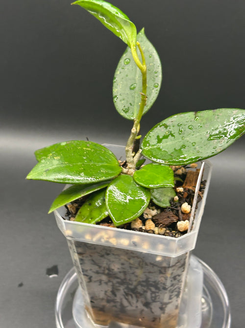 Hoya finlaysonii x unk