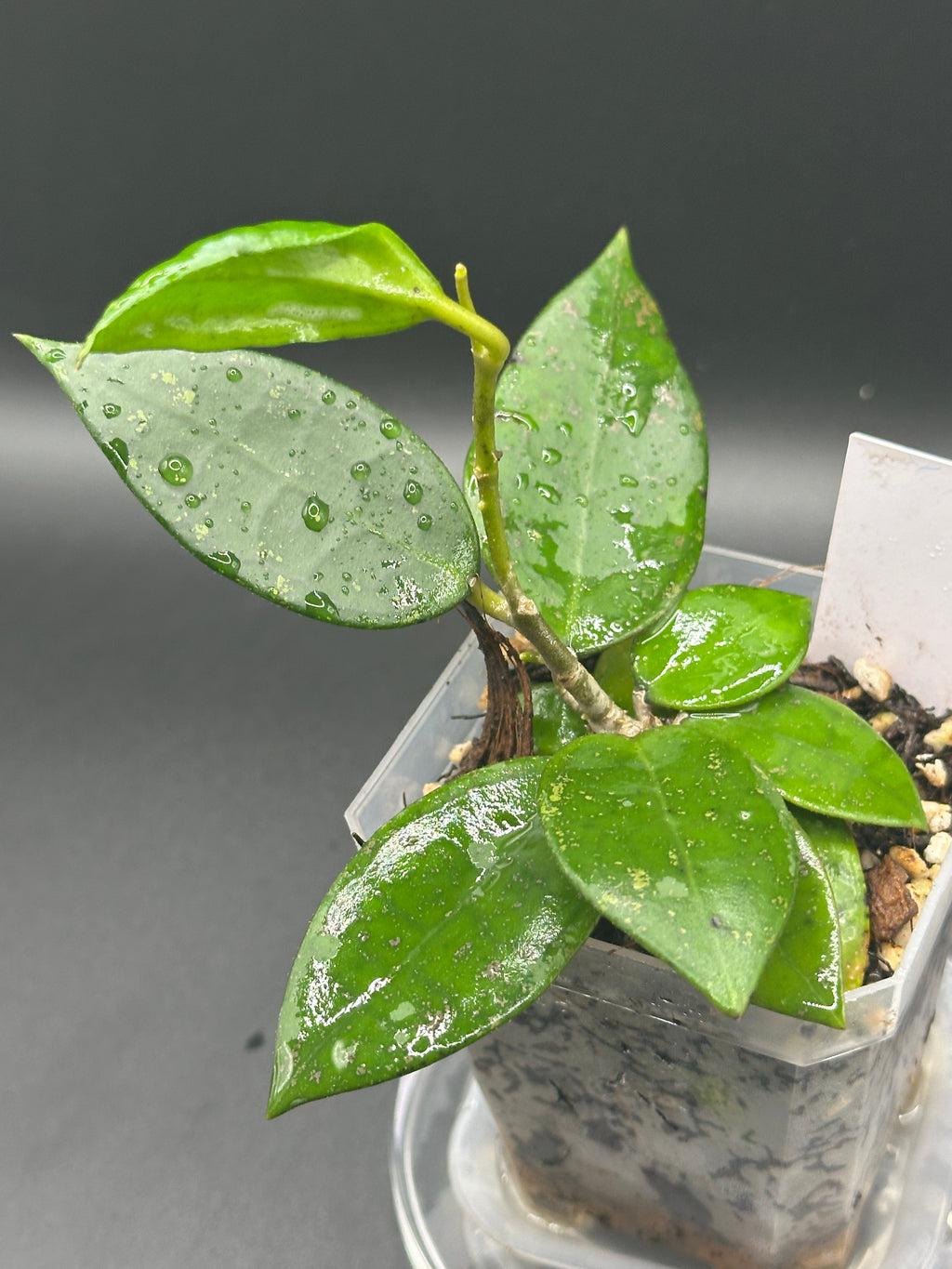 Hoya finlaysonii x unk