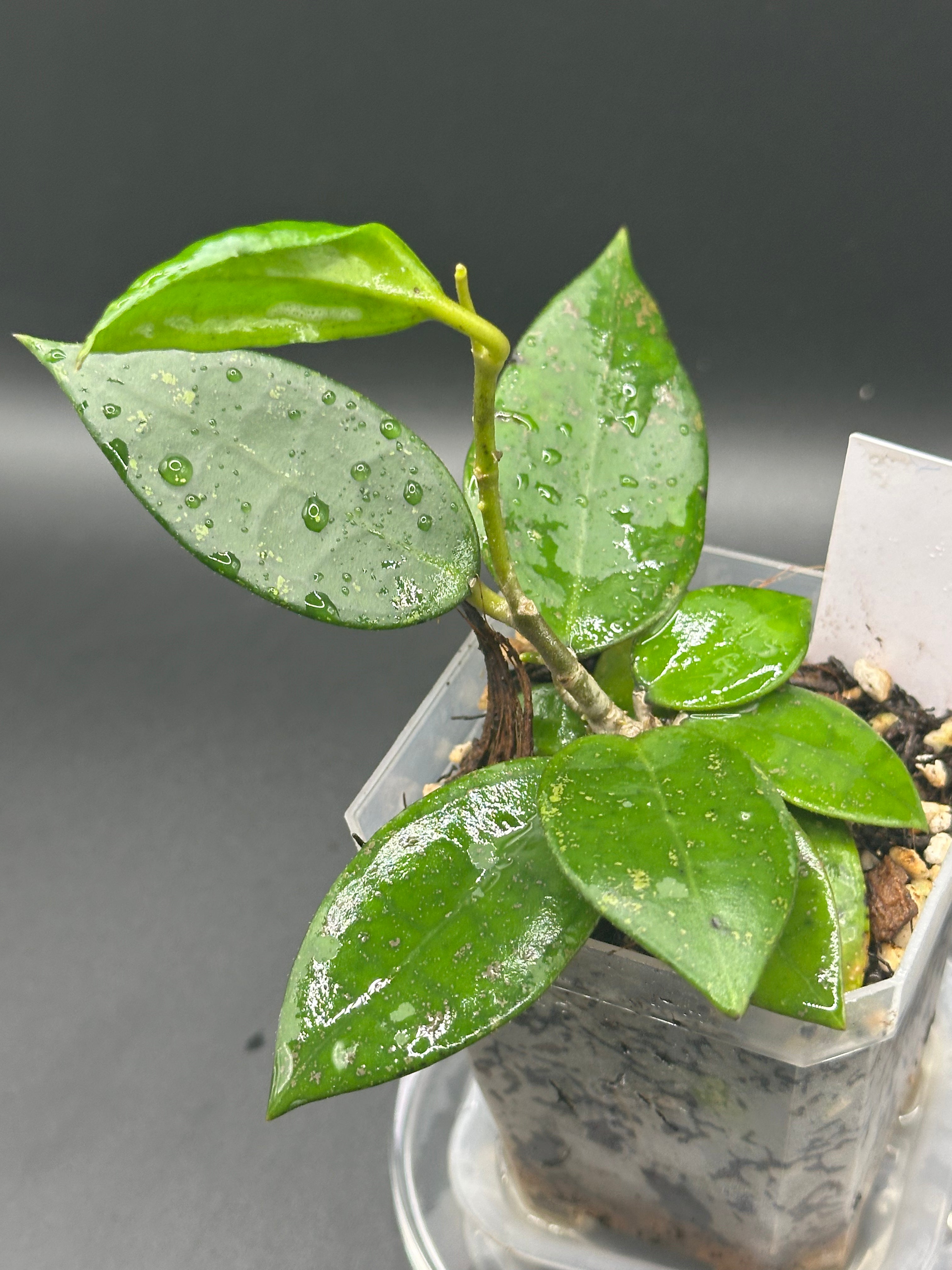 Hoya finlaysonii x unk