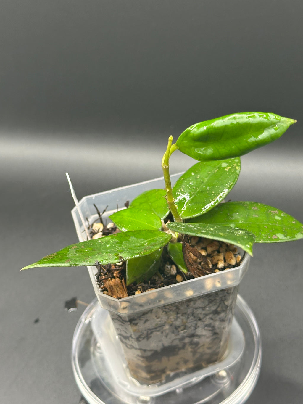 Hoya finlaysonii x unk